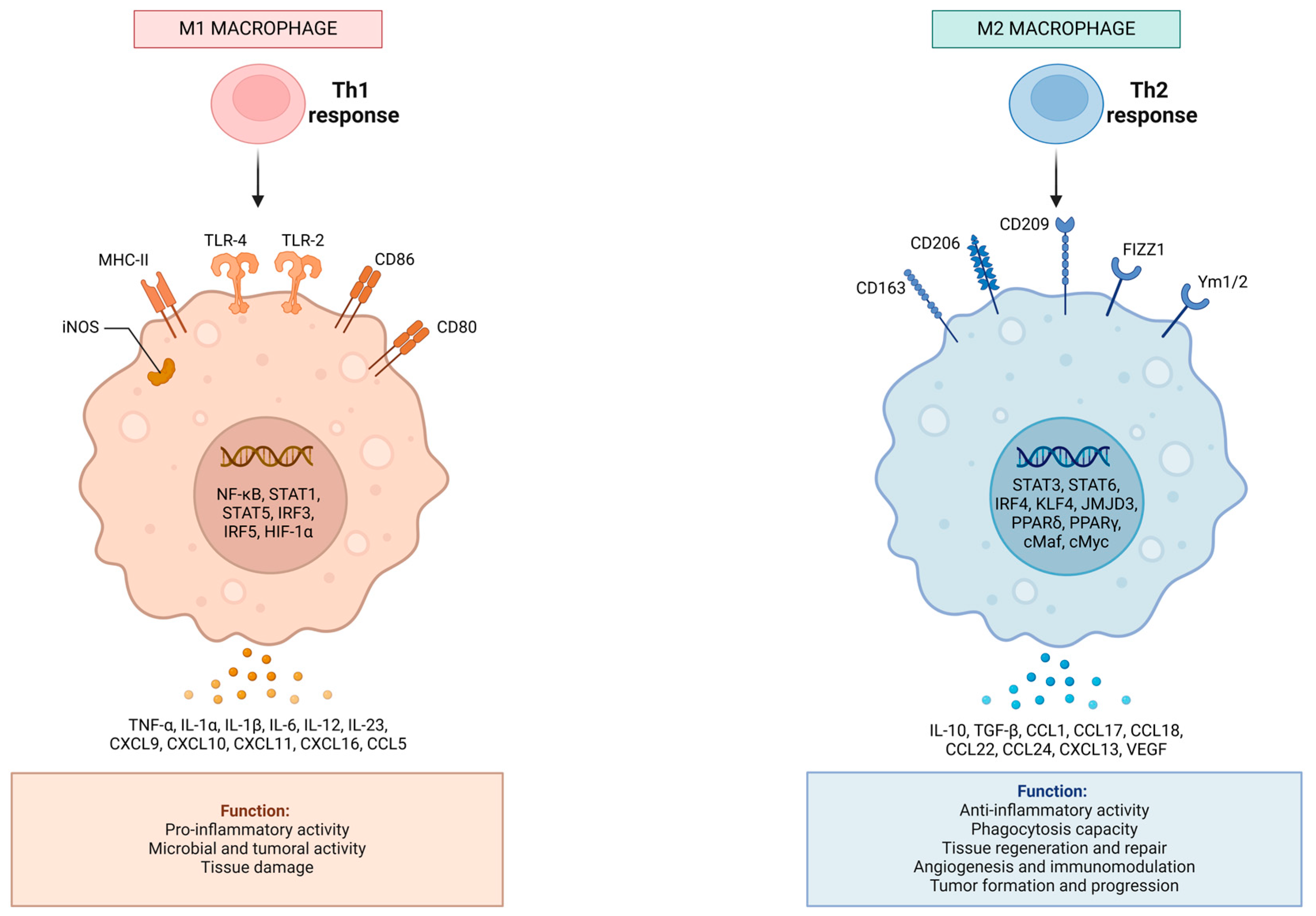 Ijms 25 11329 g002 Ijms 25 11329 g002