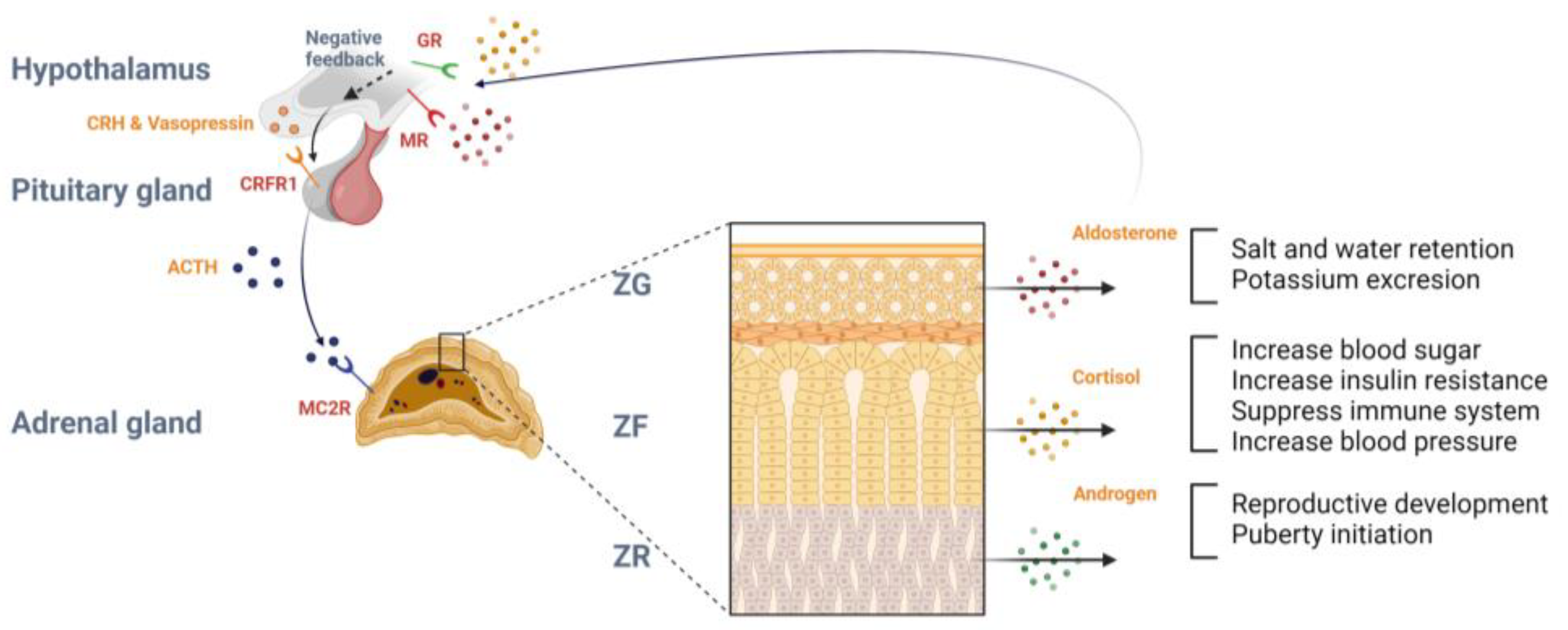 Ijms 25 11341 g001 Ijms 25 11341 g001