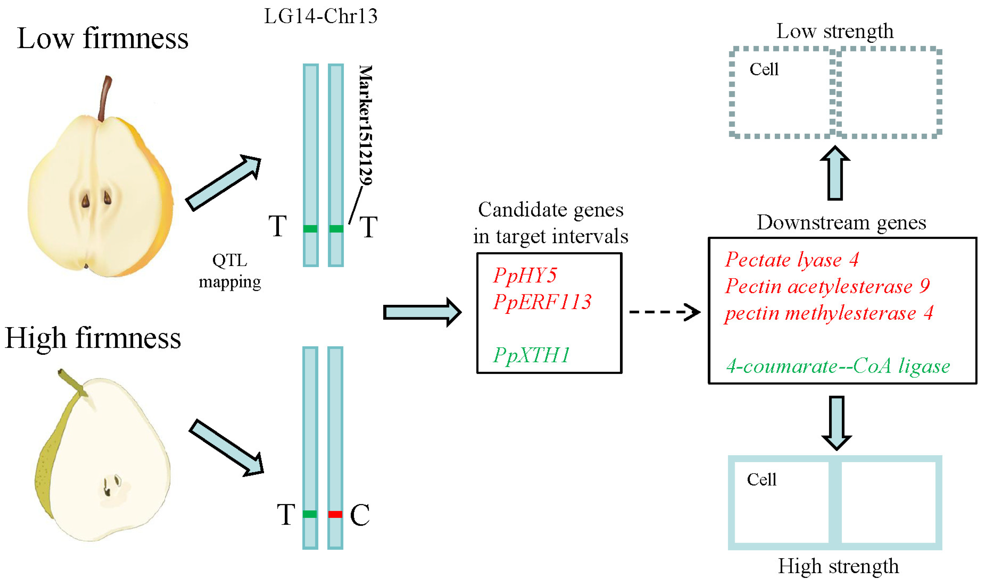 Ijms 25 11347 g008 Ijms 25 11347 g008
