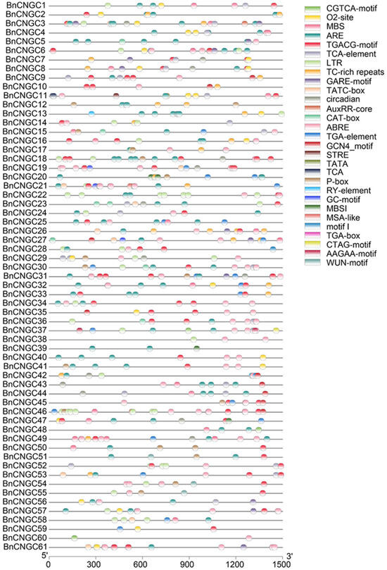 Genome Analysis of BnCNGC Gene Family and Function