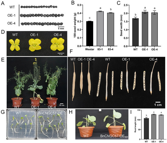 Genome Analysis of BnCNGC Gene Family and Function