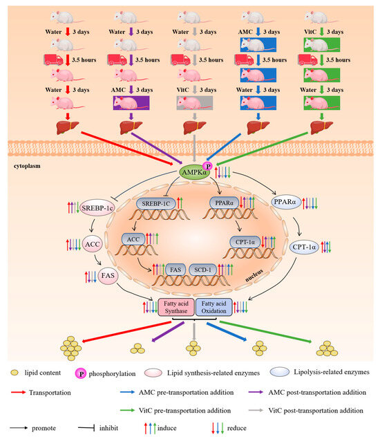 Alkaline Mineral Complex Water Attenuates Transportation-Induced ...