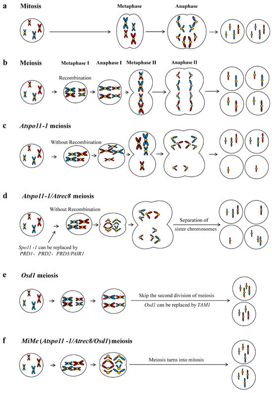 Recent Progress on Plant Apomixis for Genetic Improvement Recent Progress on Plant Apomixis for Genetic Improvement