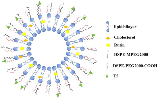 Preparation and Pharmacokinetics of Brain-Targeted