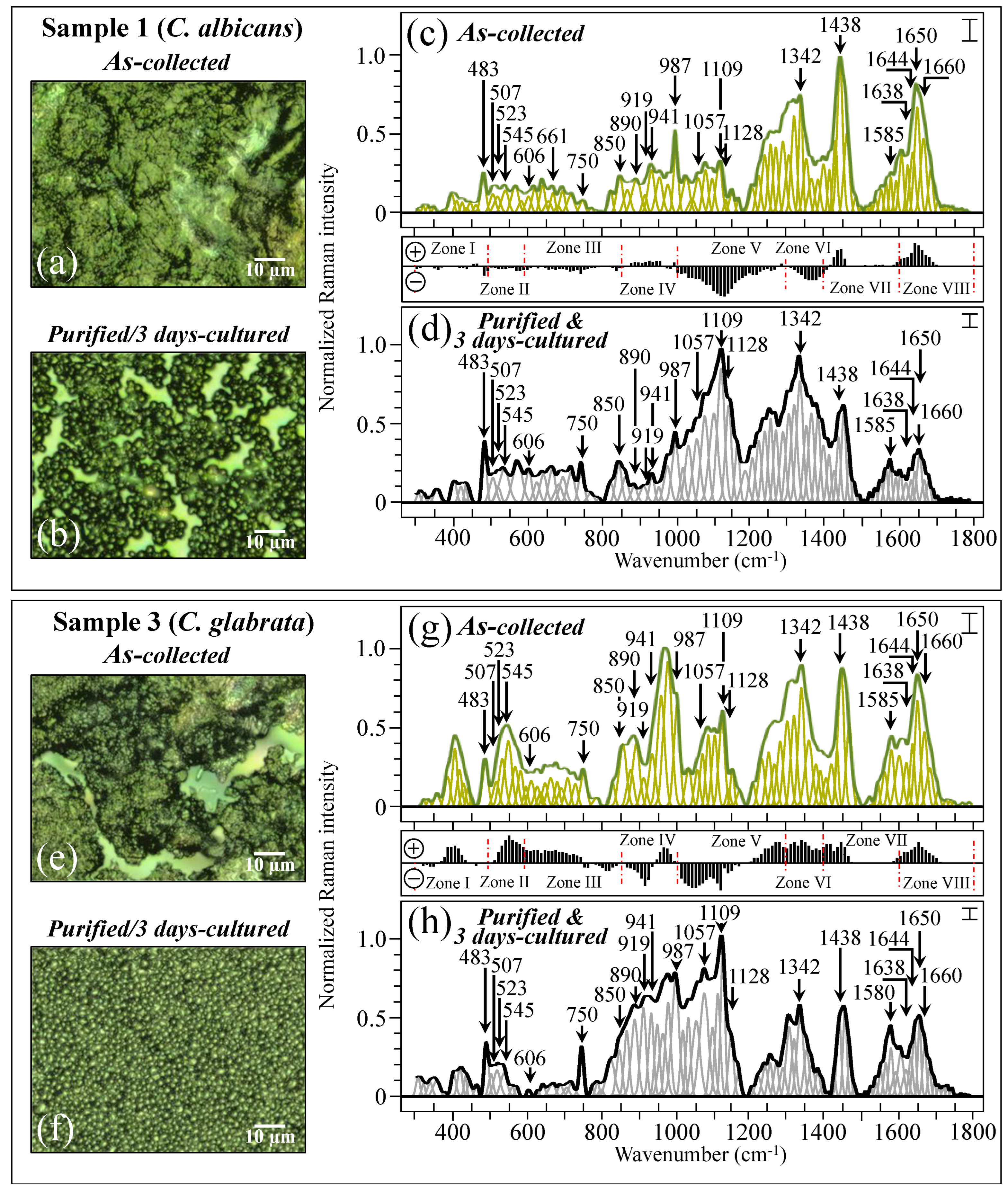 Ijms 25 11410 g004 Ijms 25 11410 g004