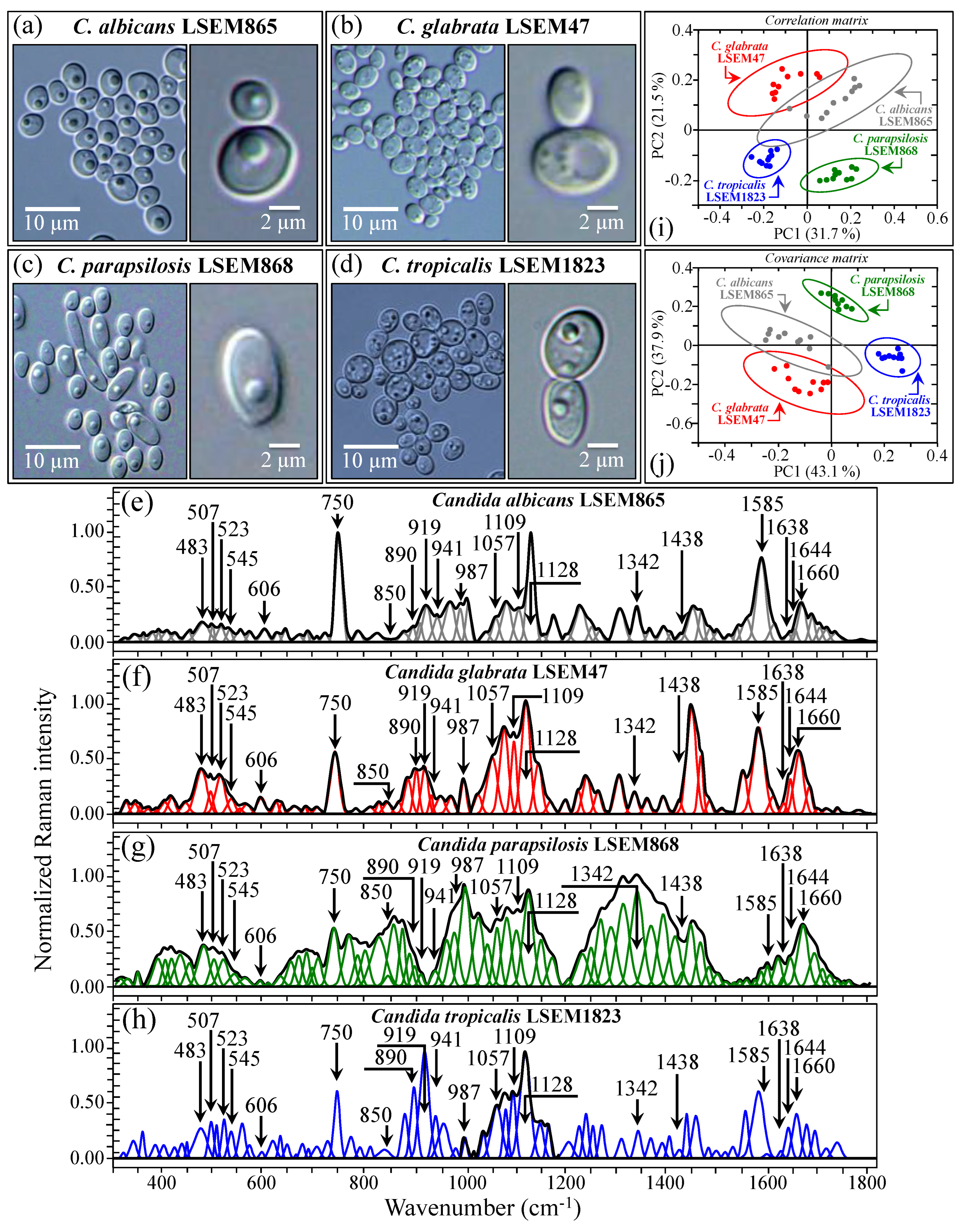 Ijms 25 11410 g005 Ijms 25 11410 g005