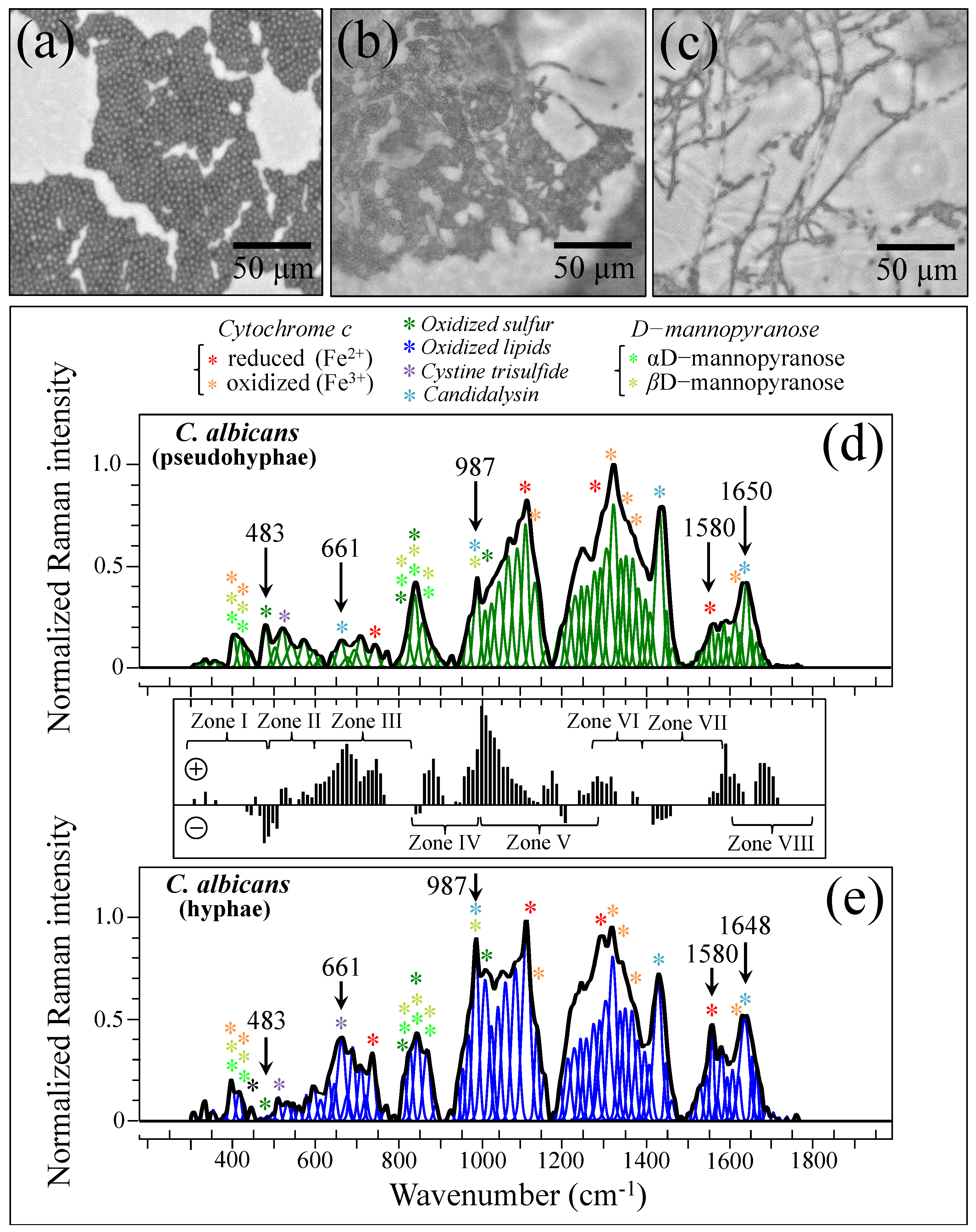 Ijms 25 11410 g011 Ijms 25 11410 g011