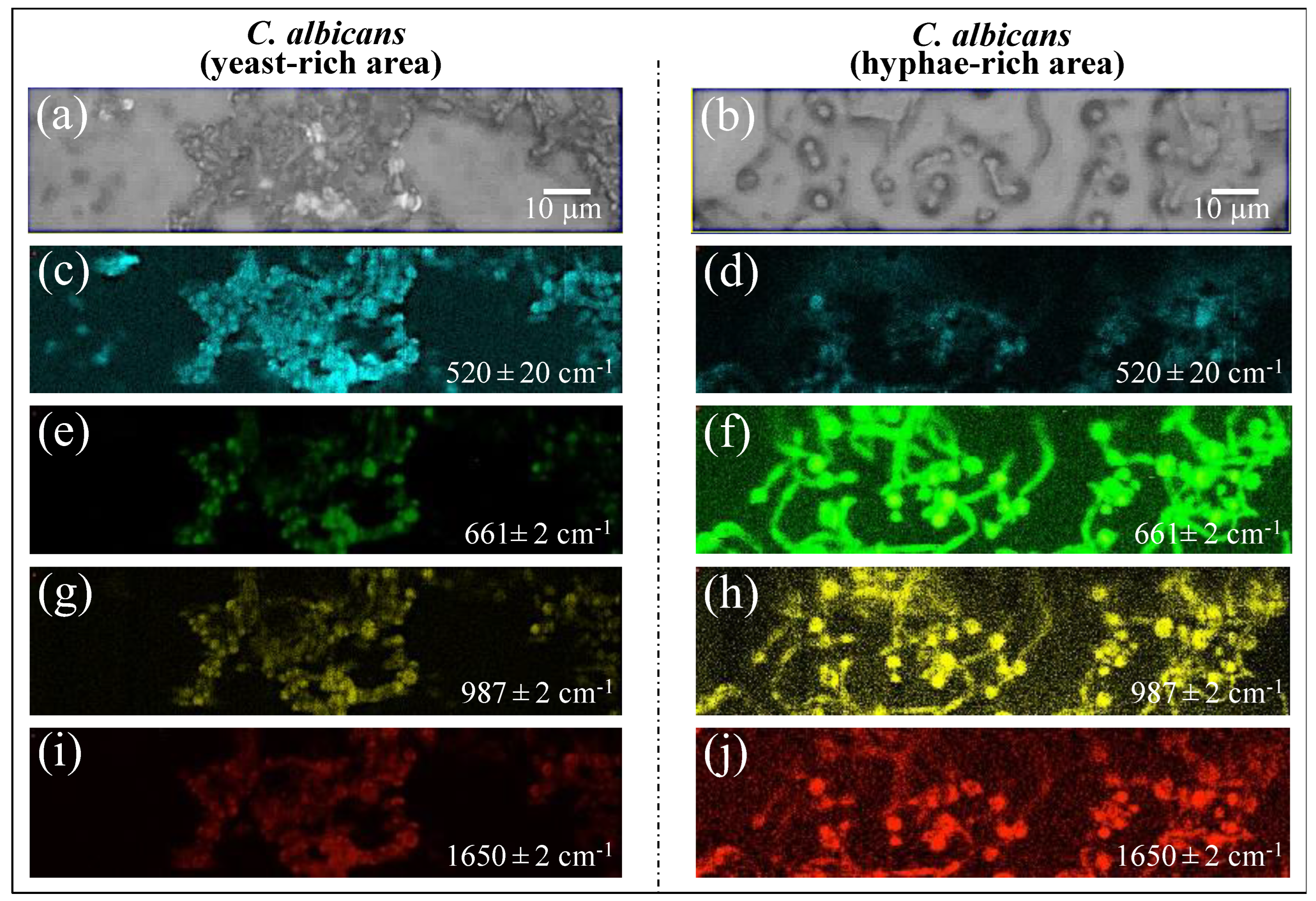 Ijms 25 11410 g013 Ijms 25 11410 g013