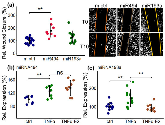 17β-Estradiol Abrogates TNF-α-Induced Human Brain Vascular