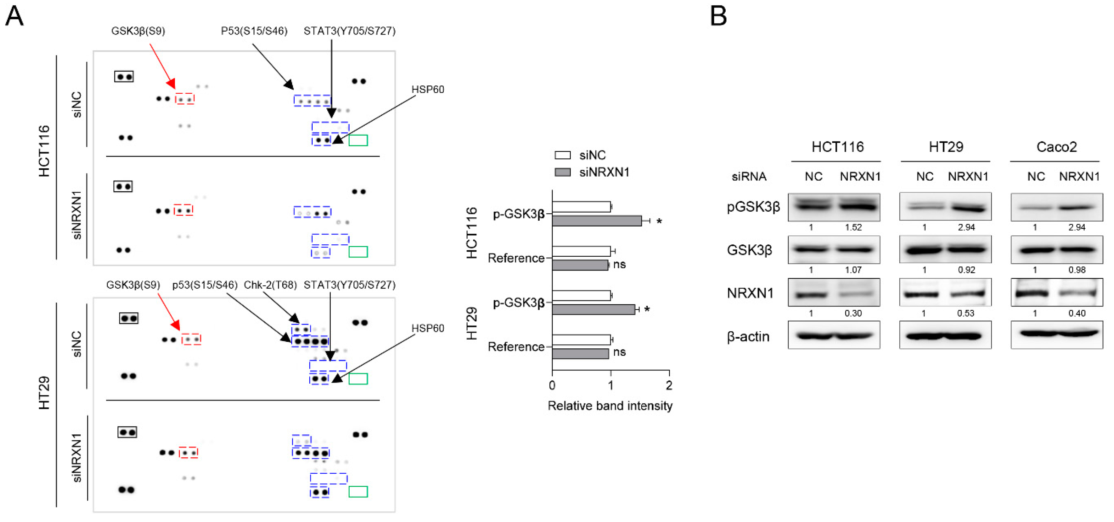 NRXN1 as a Prognostic Biomarker: Linking Copy Number