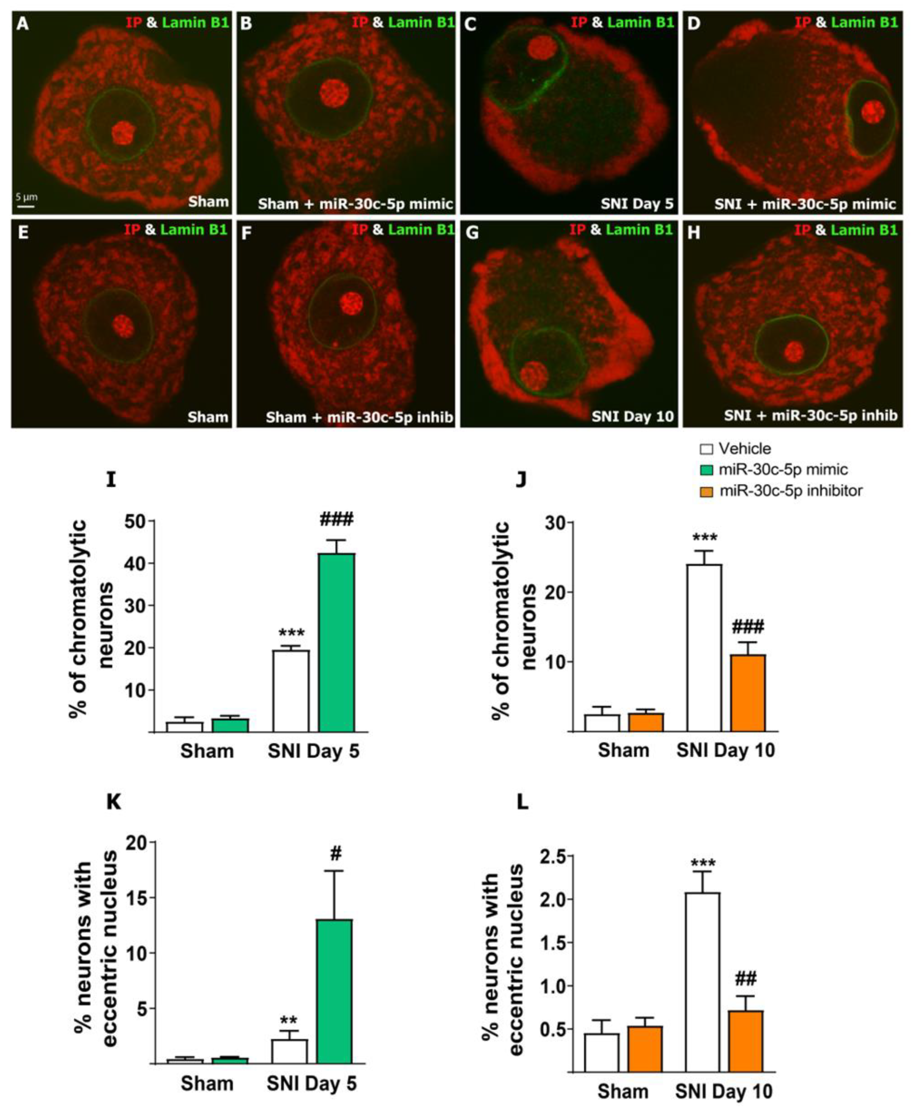 Ijms 25 11427 g001 Ijms 25 11427 g001