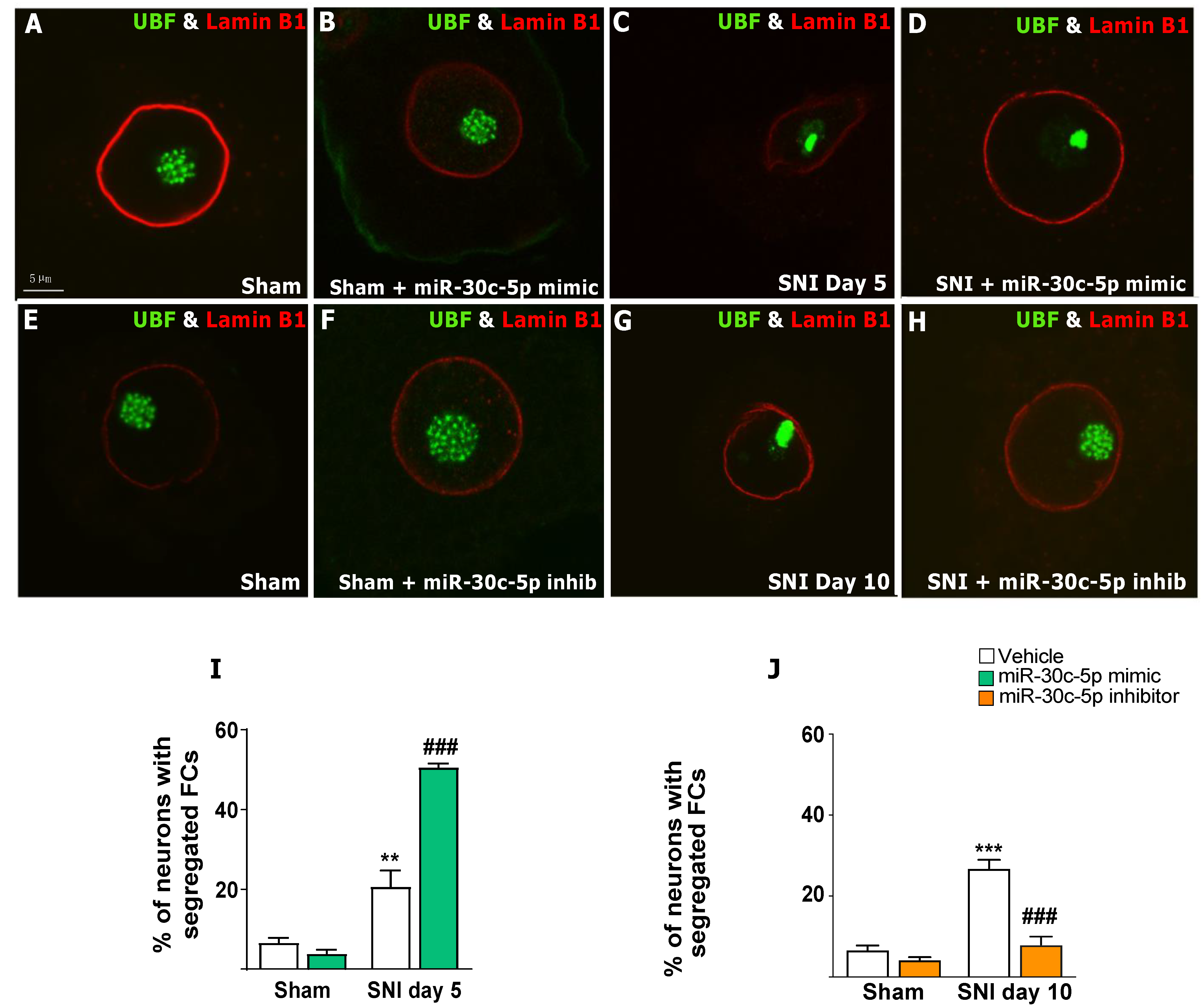 Ijms 25 11427 g003 Ijms 25 11427 g003