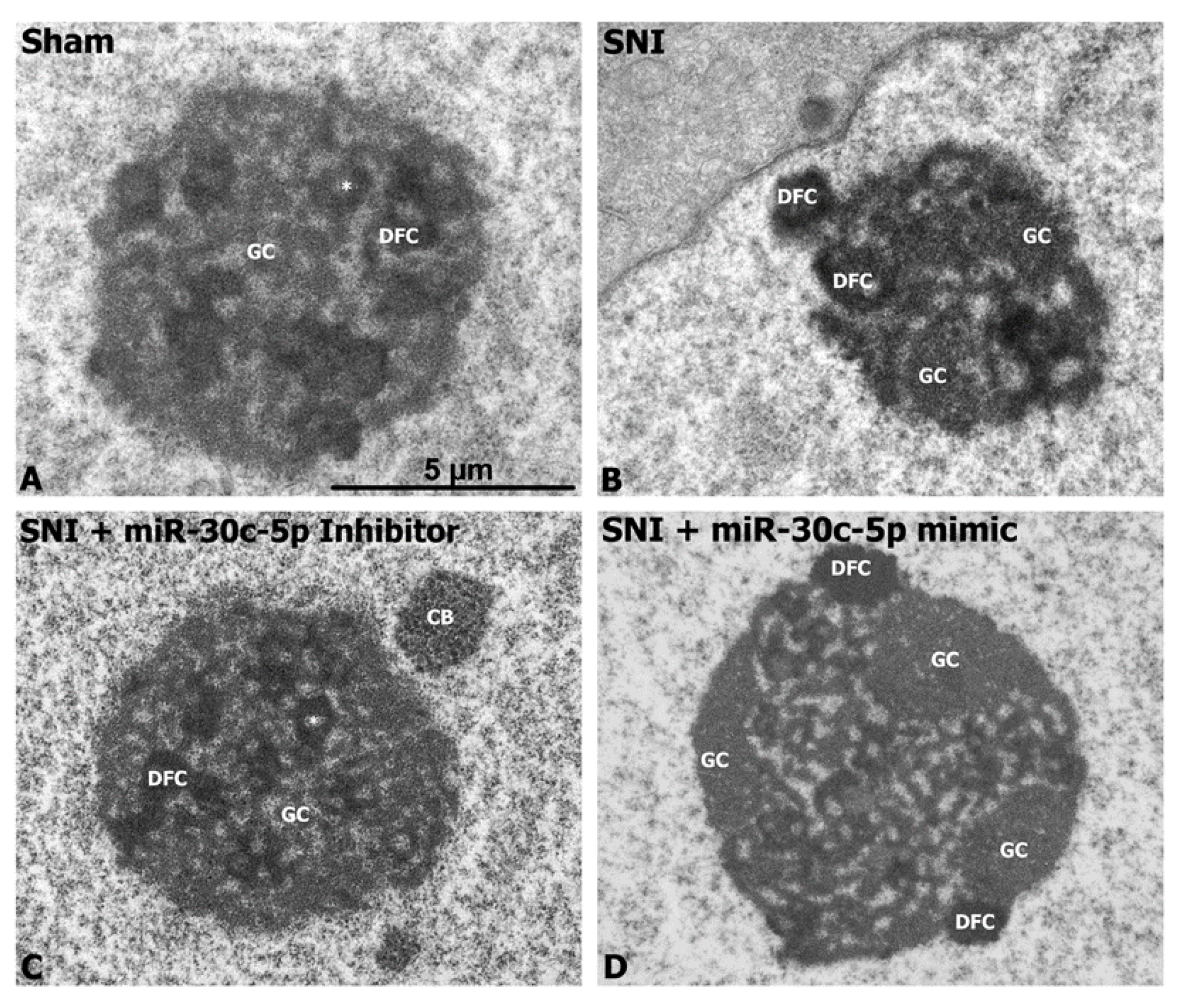 Ijms 25 11427 g004 Ijms 25 11427 g004