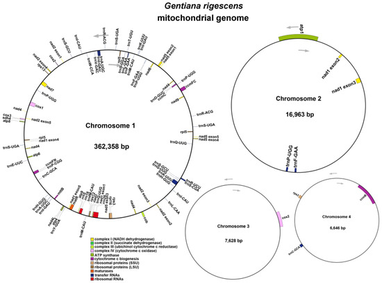 Mitochondrial Genome Assembly and Structural Characteristics