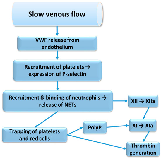 The Basic Principles of Pathophysiology of Venous Thrombosis