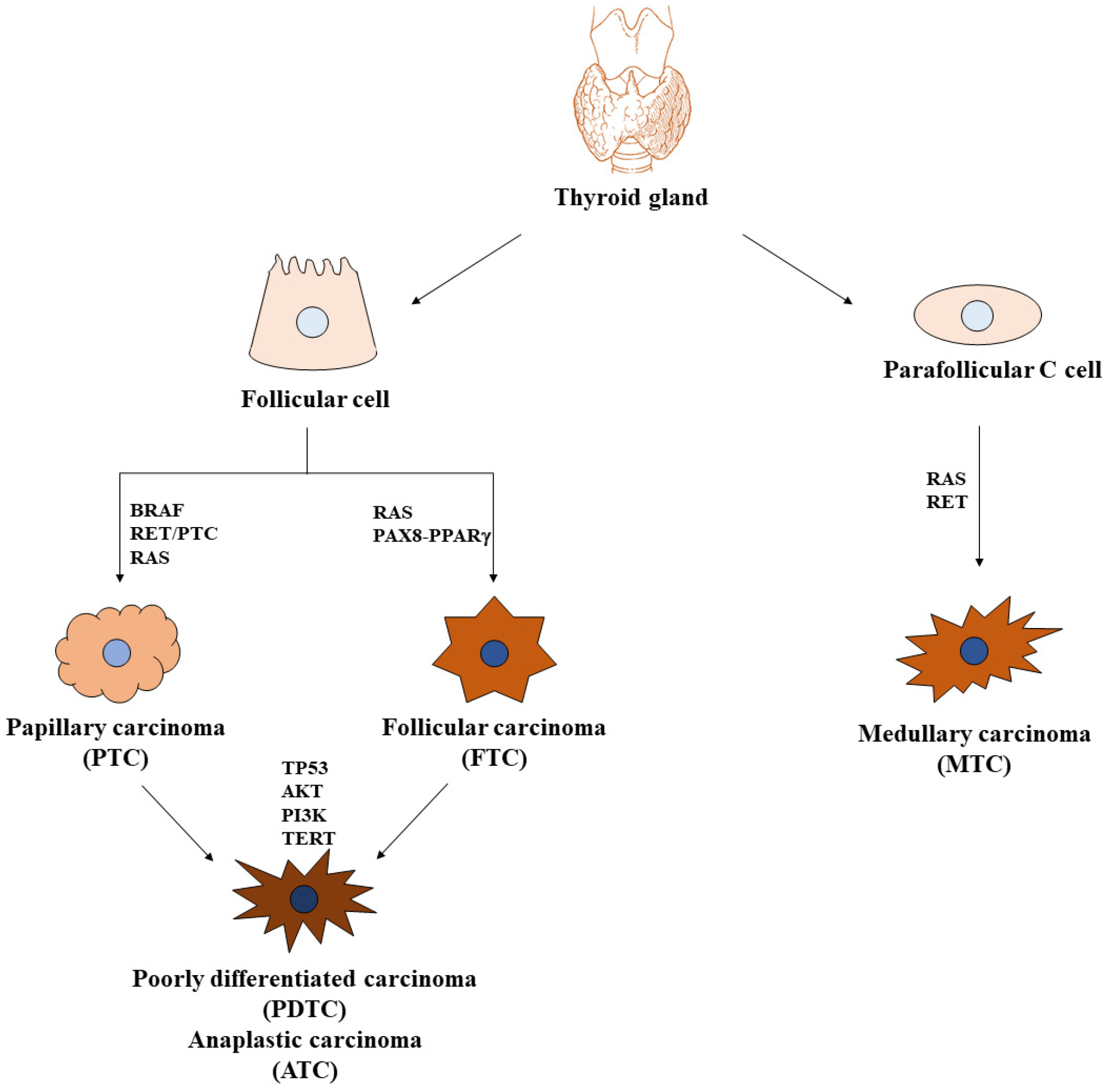 Ijms 25 11464 g001 Ijms 25 11464 g001