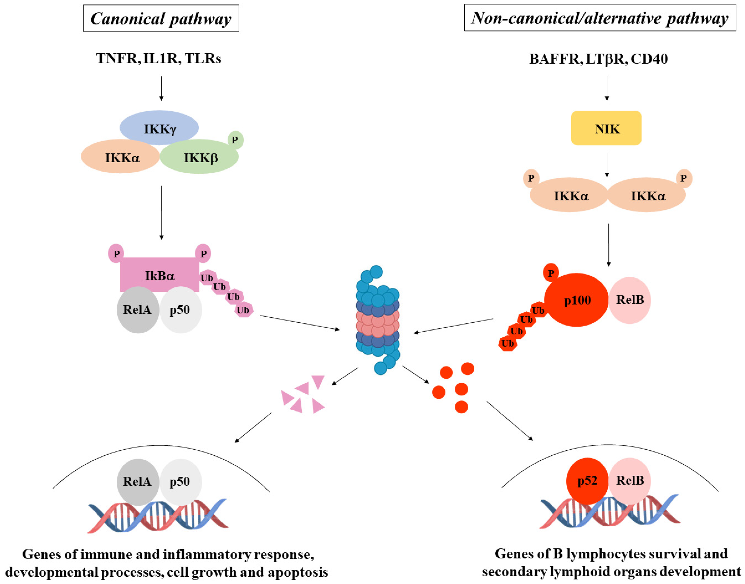 Ijms 25 11464 g002 Ijms 25 11464 g002