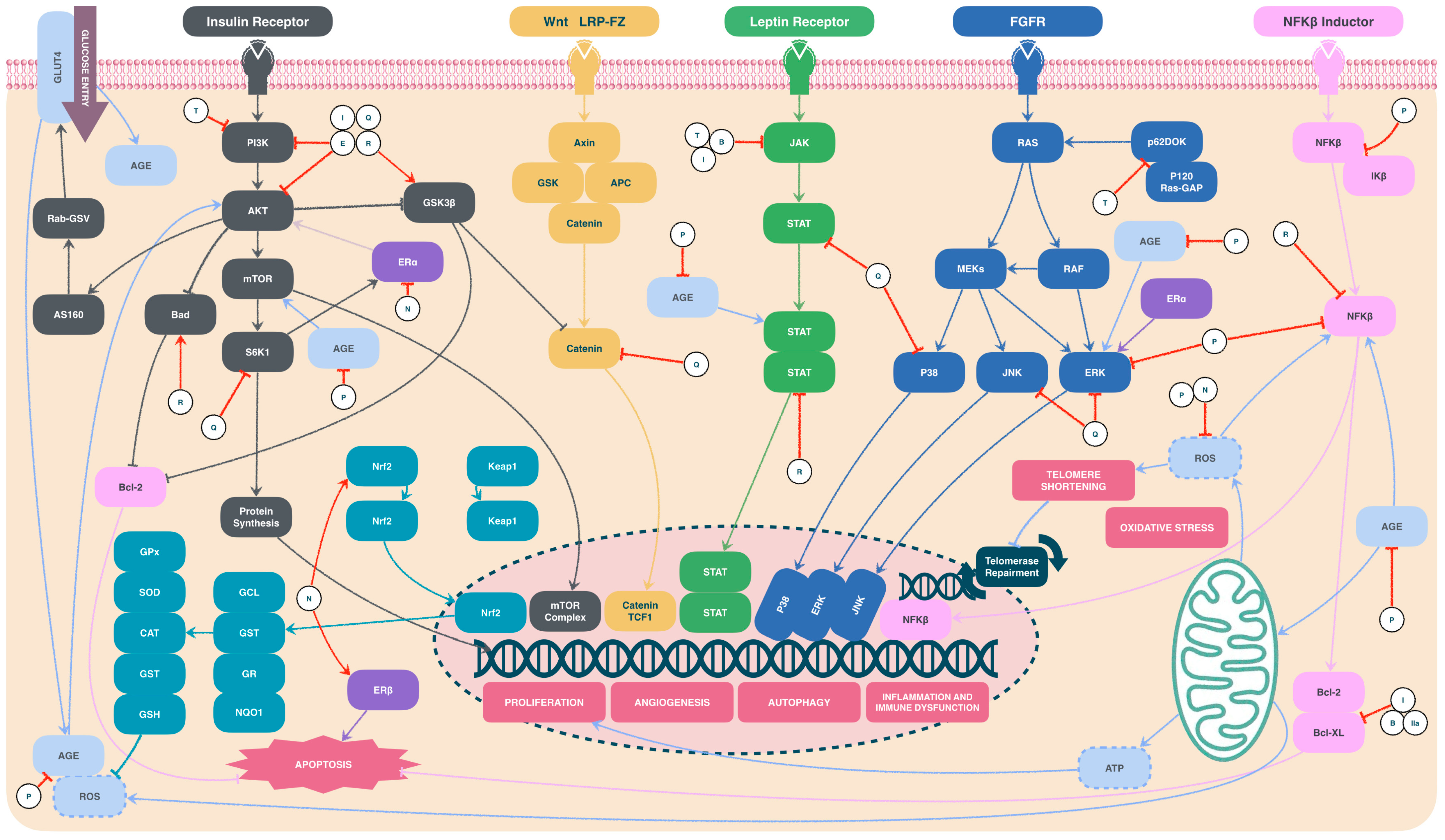 Ijms 25 11477 g007 Ijms 25 11477 g007