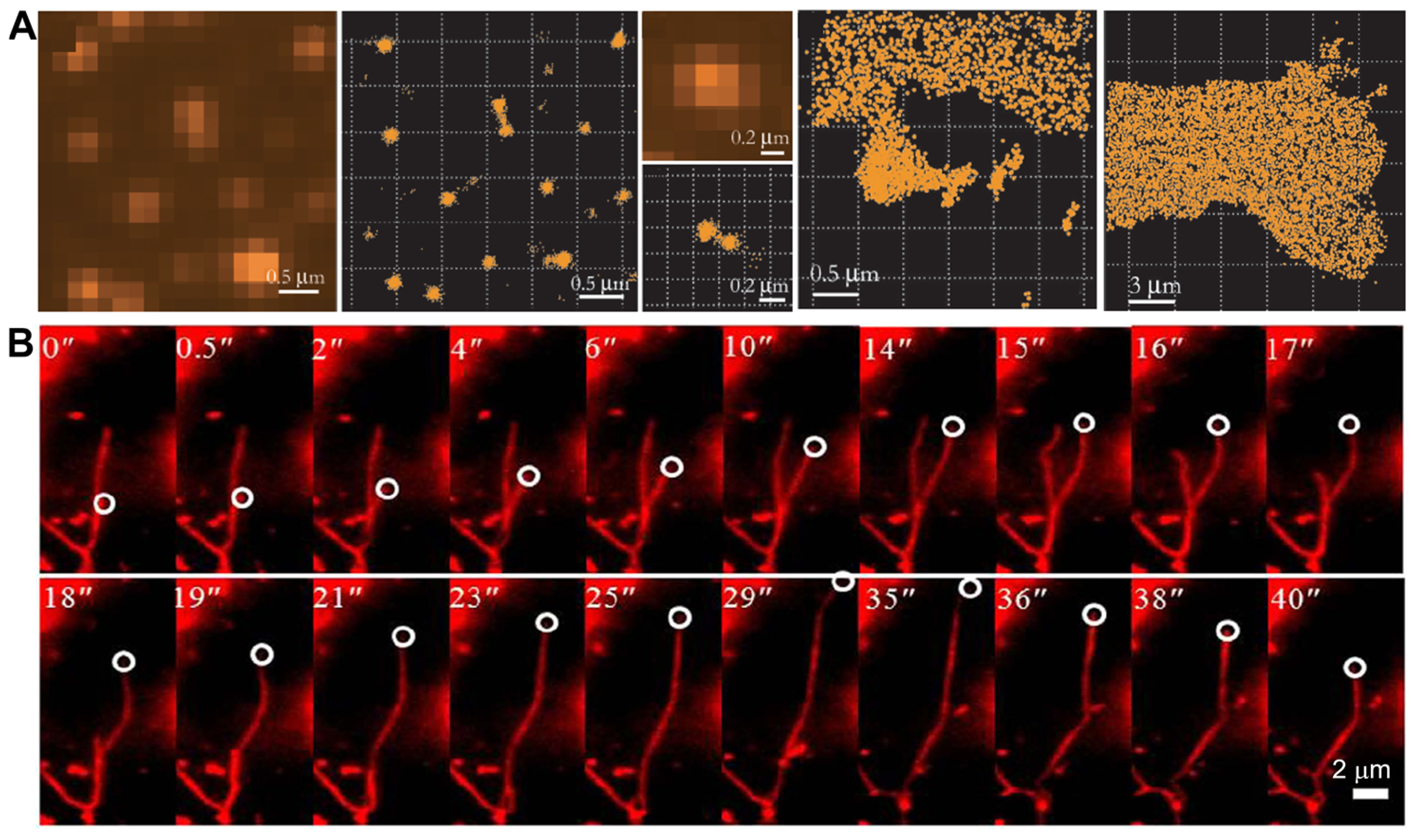 Ijms 25 11497 g002 Ijms 25 11497 g002