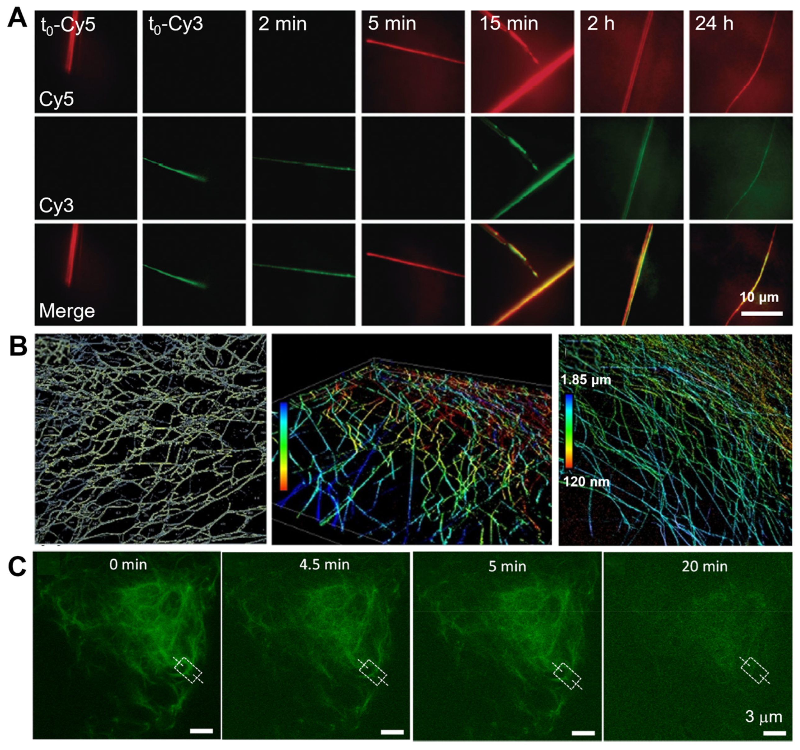 Ijms 25 11497 g003 Ijms 25 11497 g003