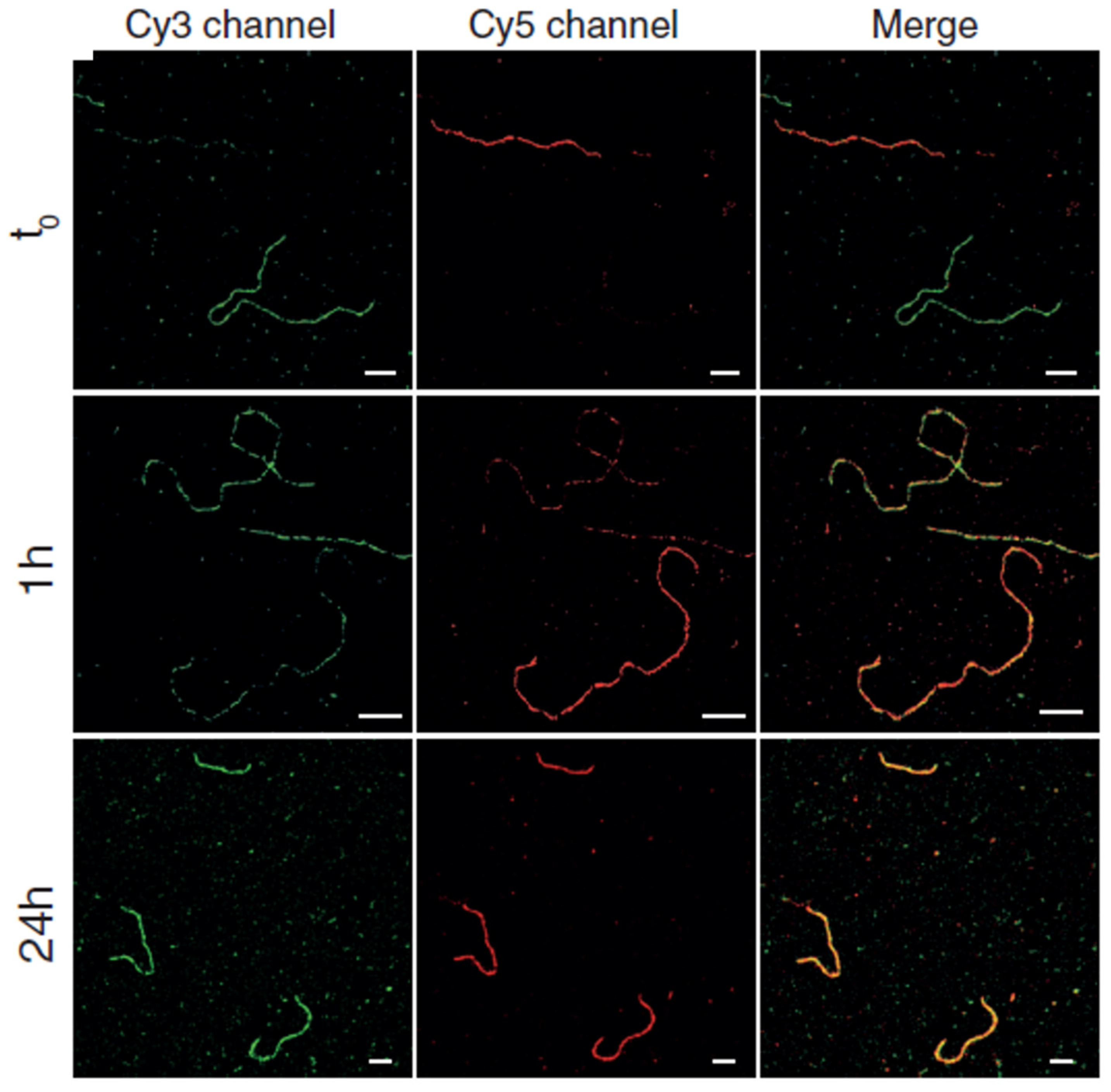Ijms 25 11497 g009 Ijms 25 11497 g009