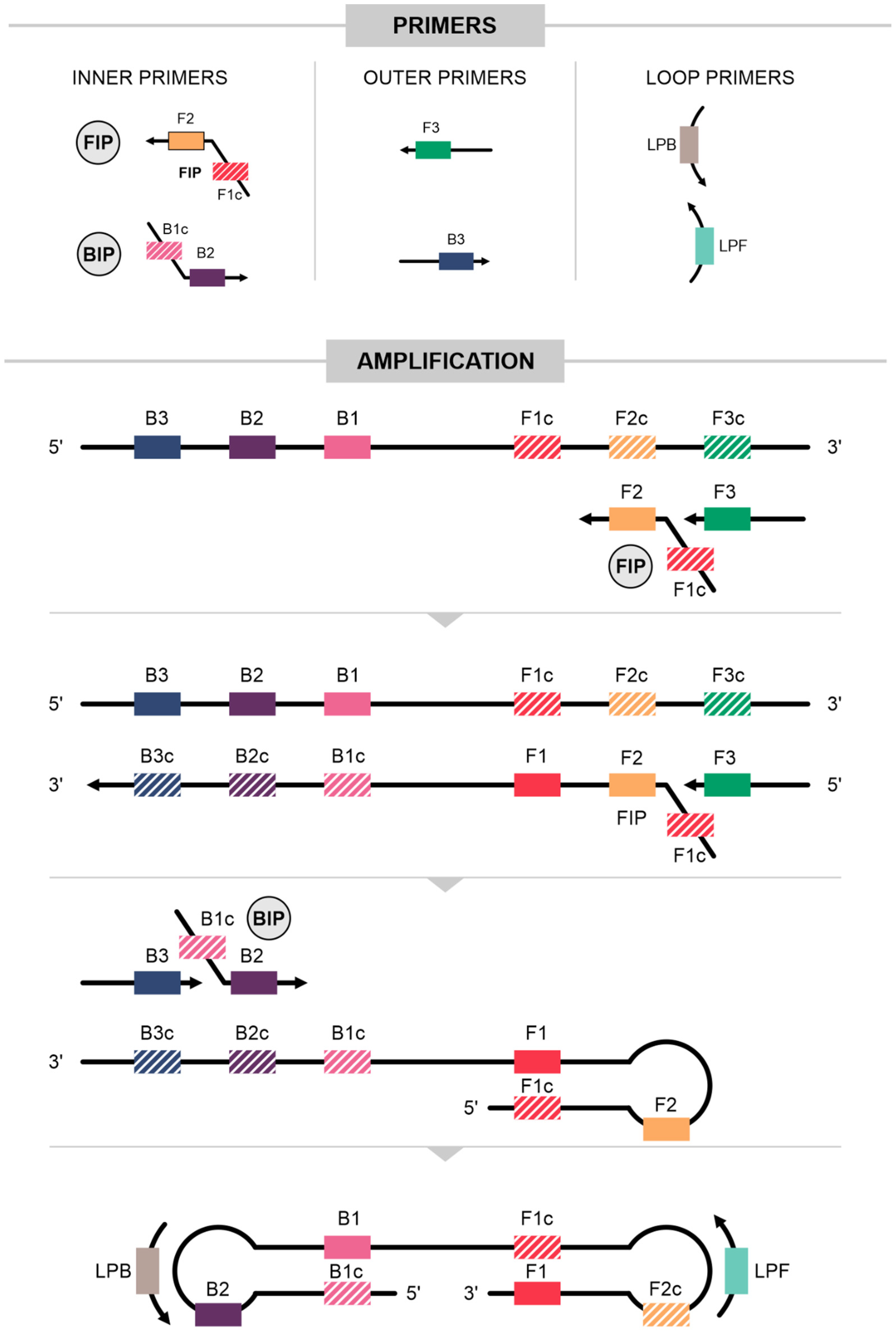 Ijms 25 11506 g001 Ijms 25 11506 g001