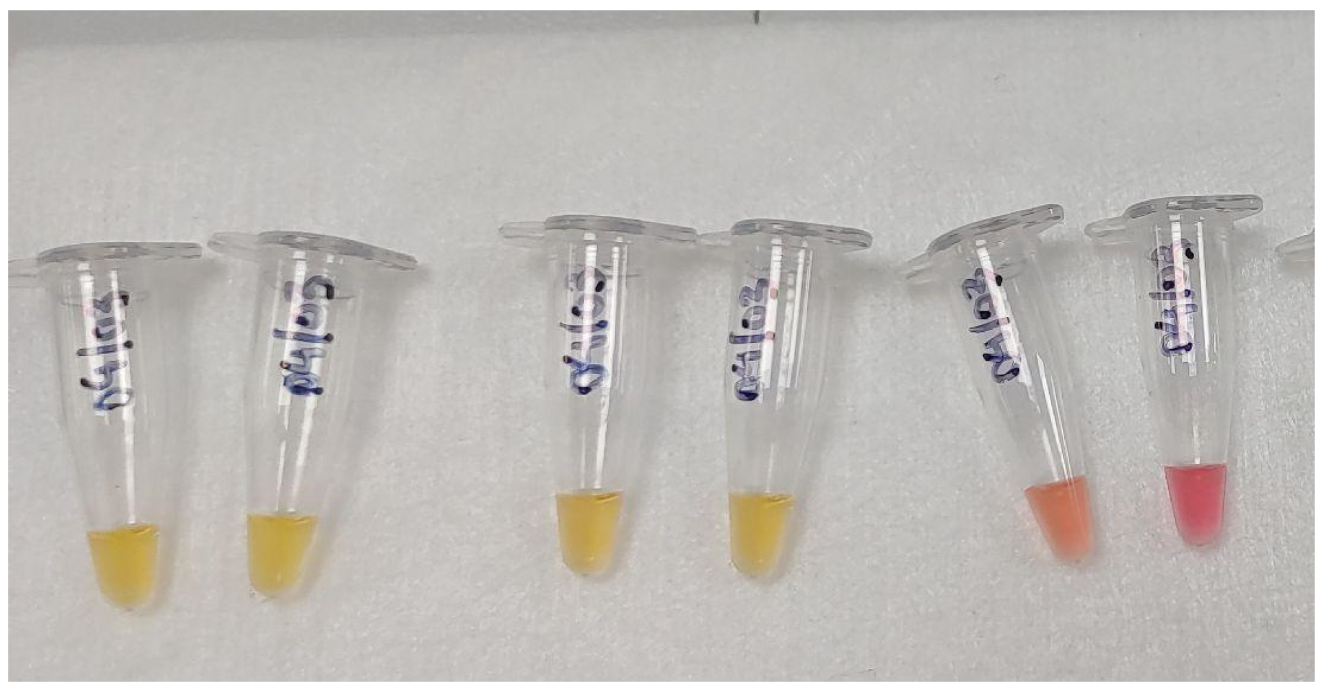 Ijms 25 11506 g004 Ijms 25 11506 g004