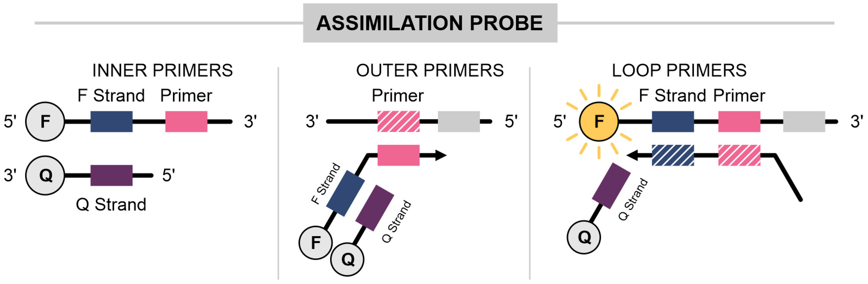Ijms 25 11506 g005 Ijms 25 11506 g005