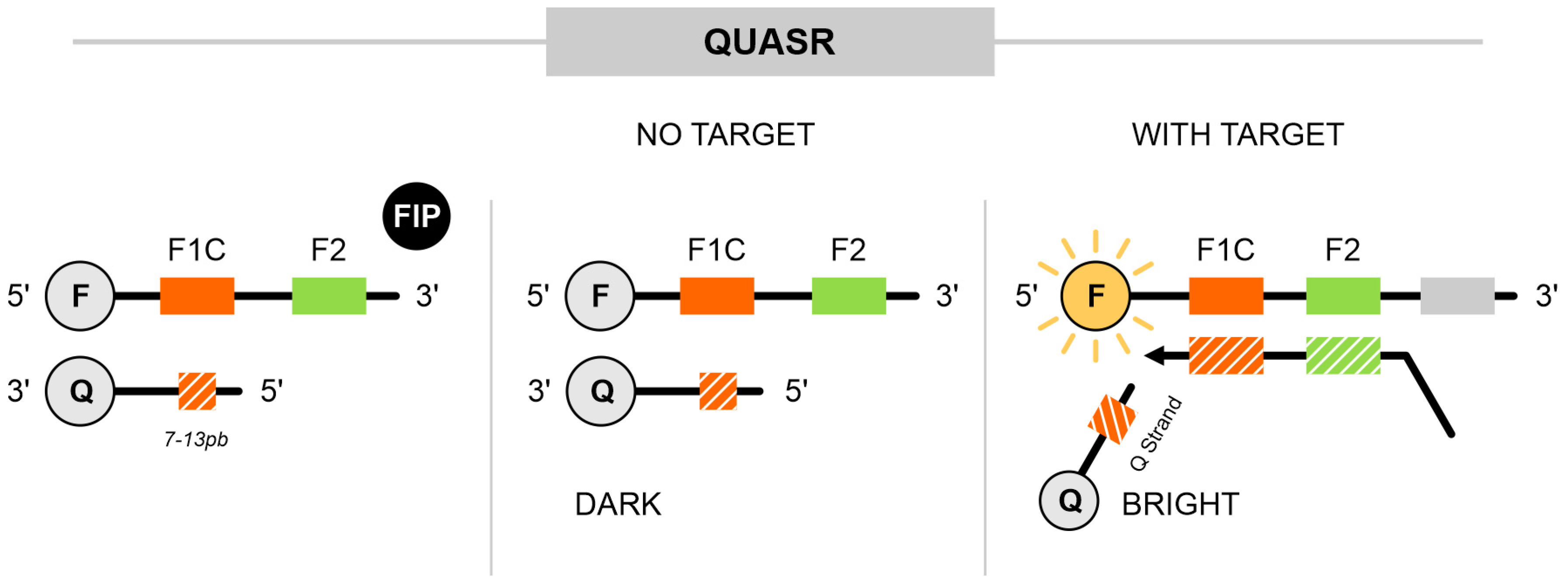 Ijms 25 11506 g007 Ijms 25 11506 g007