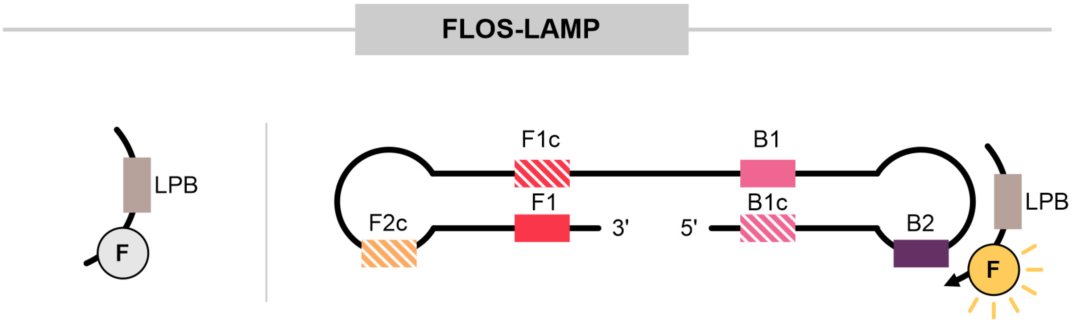 Ijms 25 11506 g008 Ijms 25 11506 g008