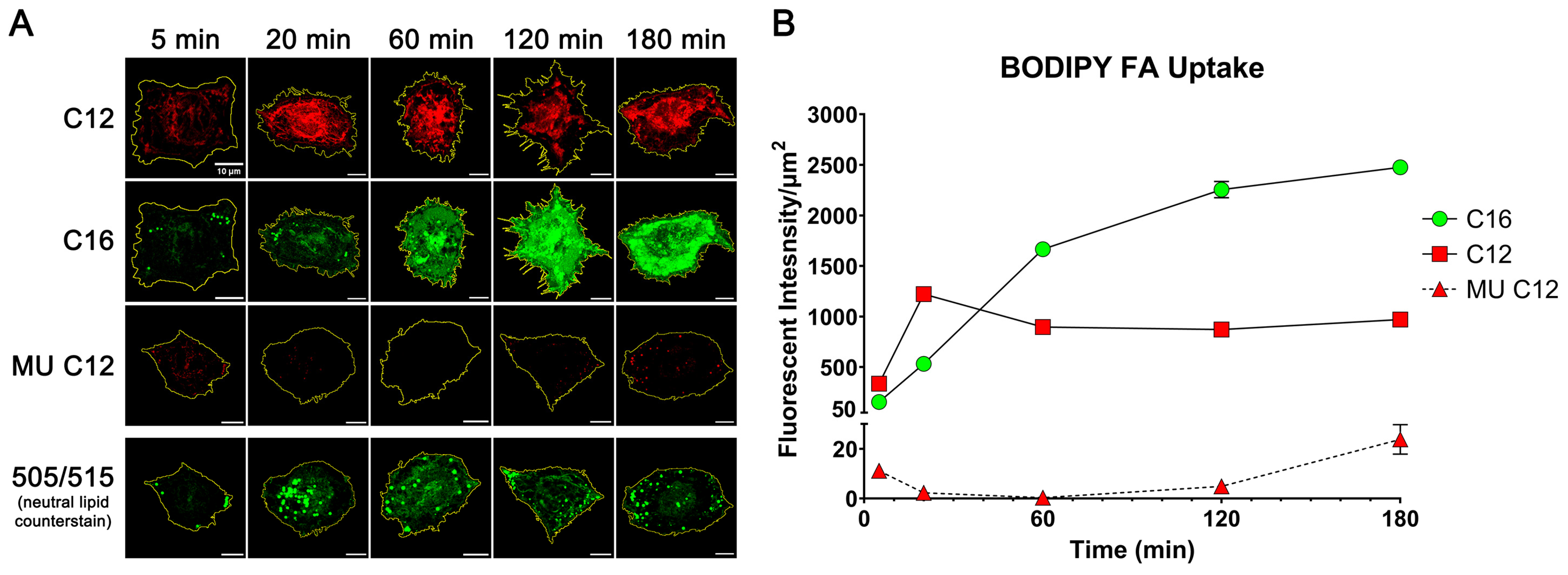 Ijms 25 11534 g004 Ijms 25 11534 g004