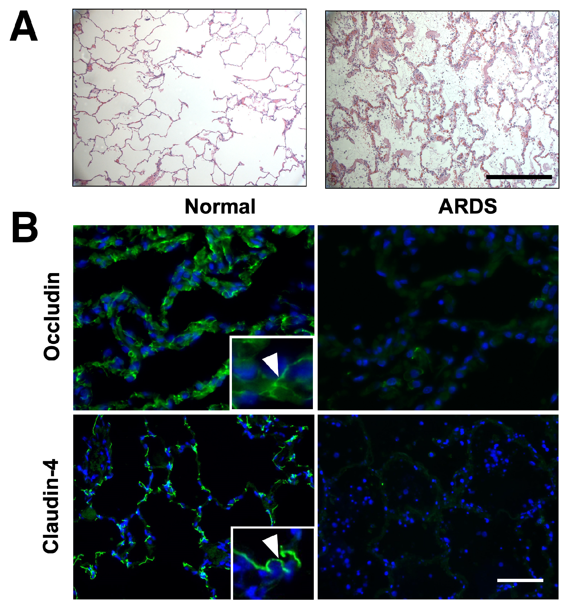 Ijms 25 11595 g001 Ijms 25 11595 g001