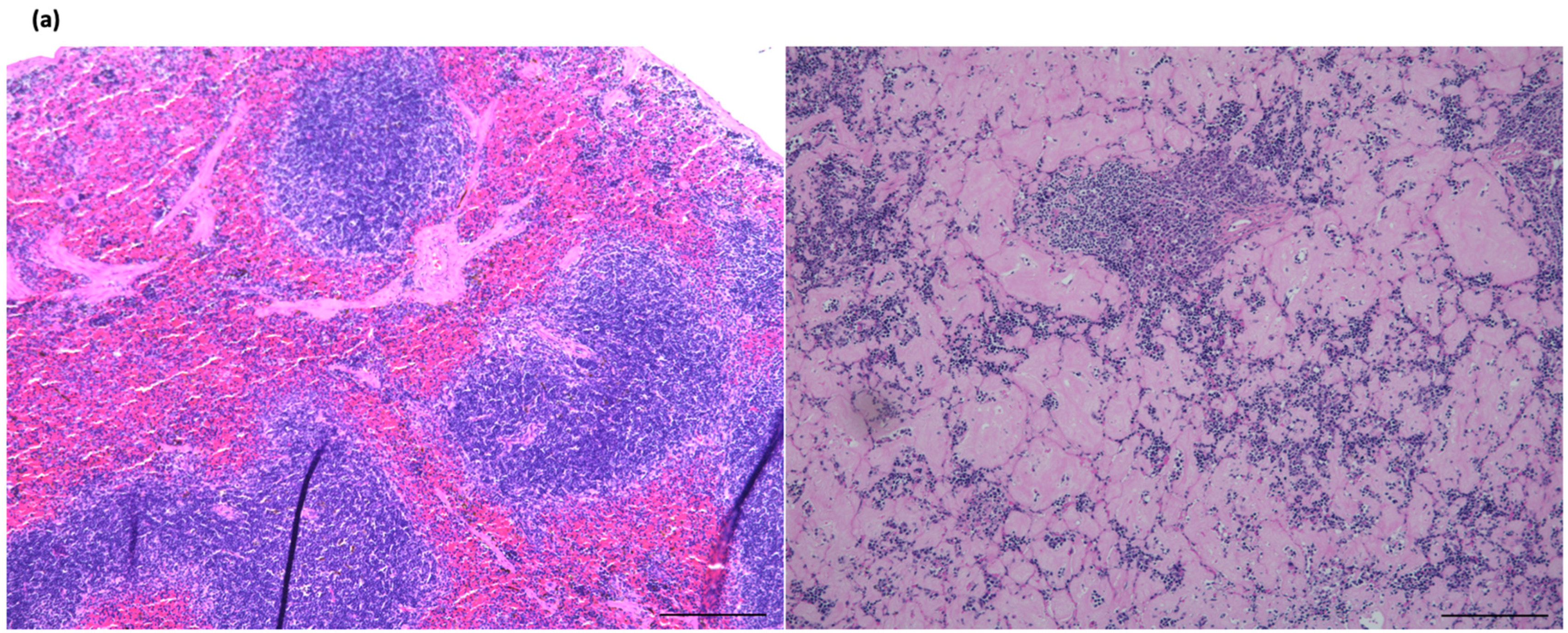 Ijms 25 11617 g002a Ijms 25 11617 g002a