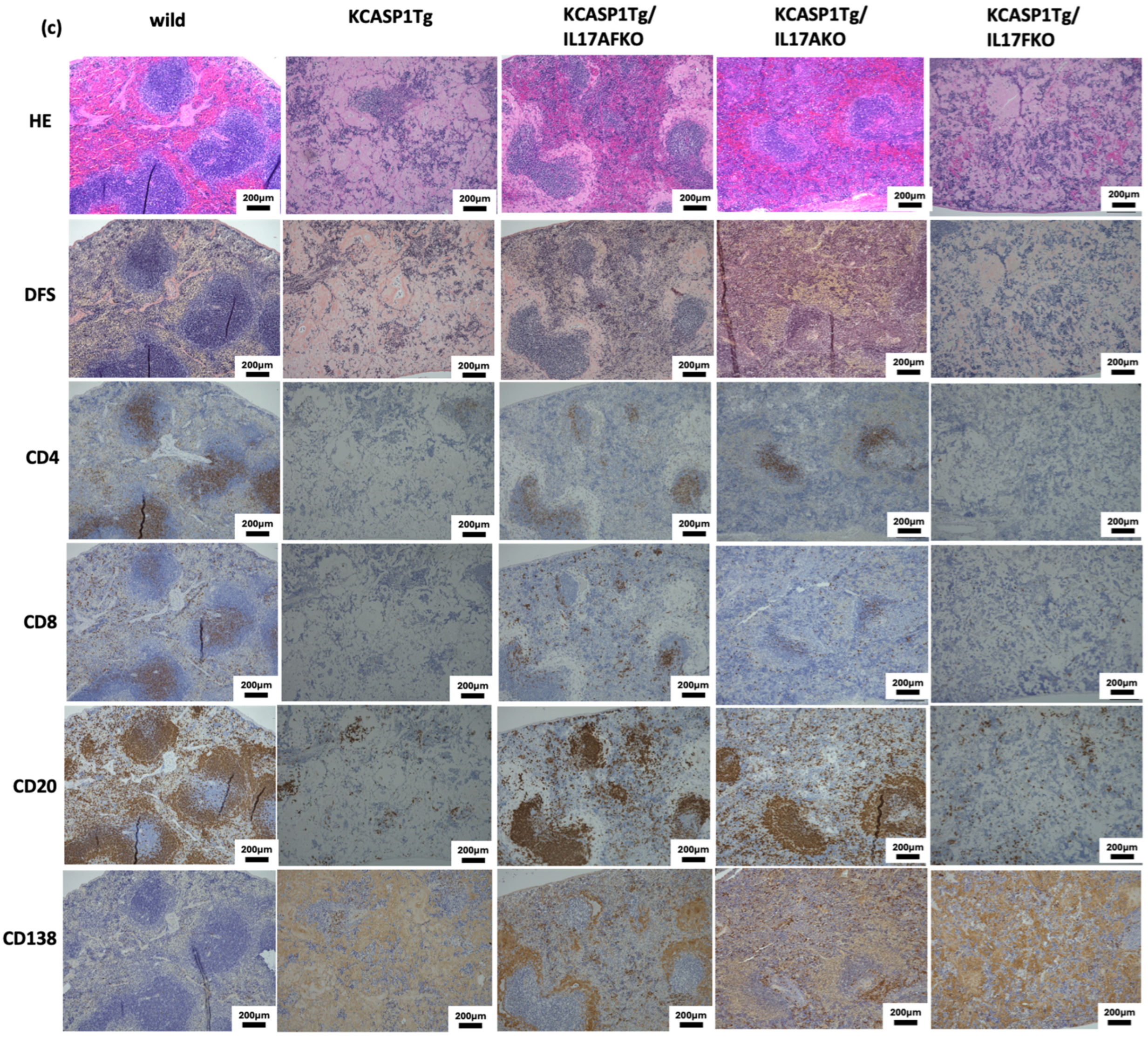 Ijms 25 11617 g002b Ijms 25 11617 g002b