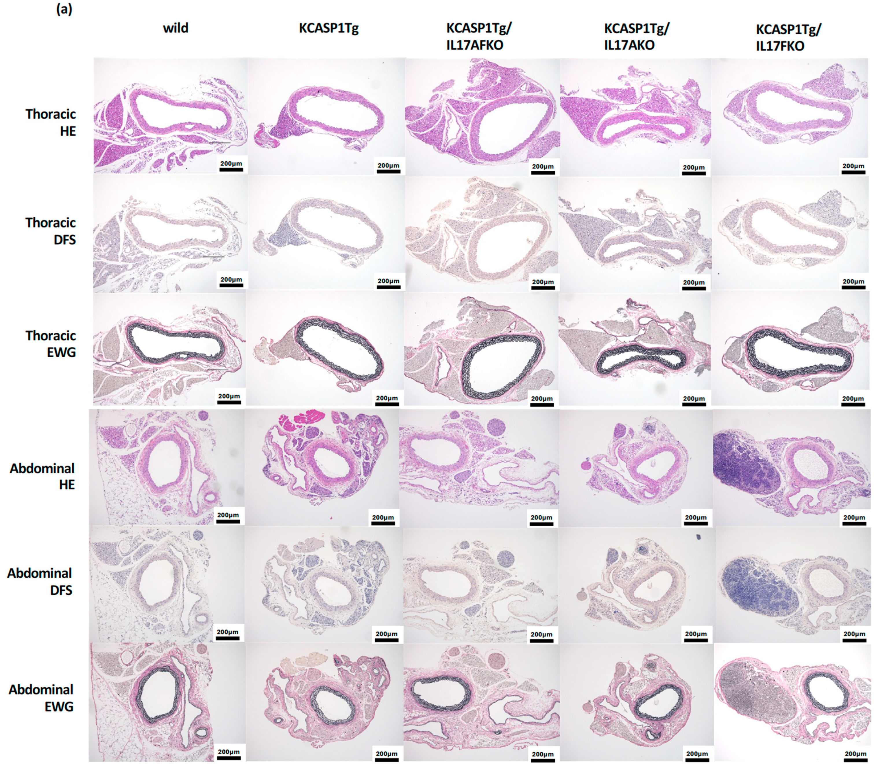 Ijms 25 11617 g004a Ijms 25 11617 g004a