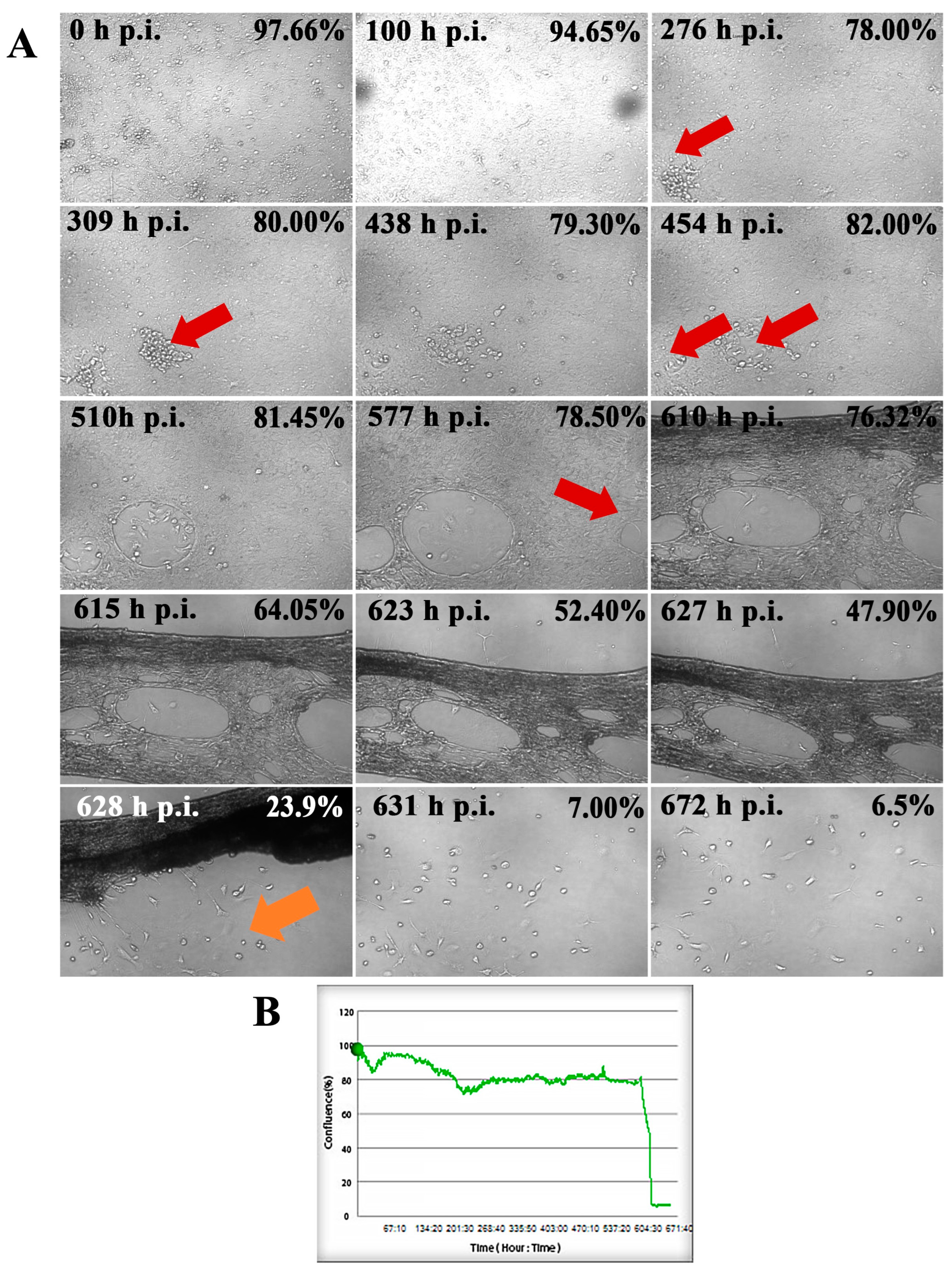 Ijms 25 11633 g001 Ijms 25 11633 g001