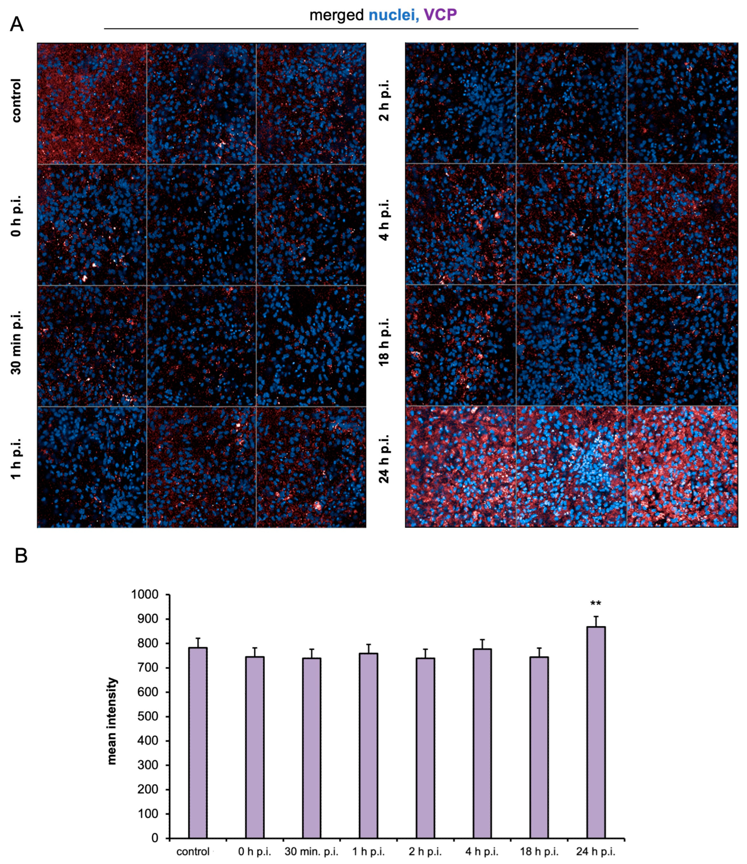 Ijms 25 11633 g005 Ijms 25 11633 g005