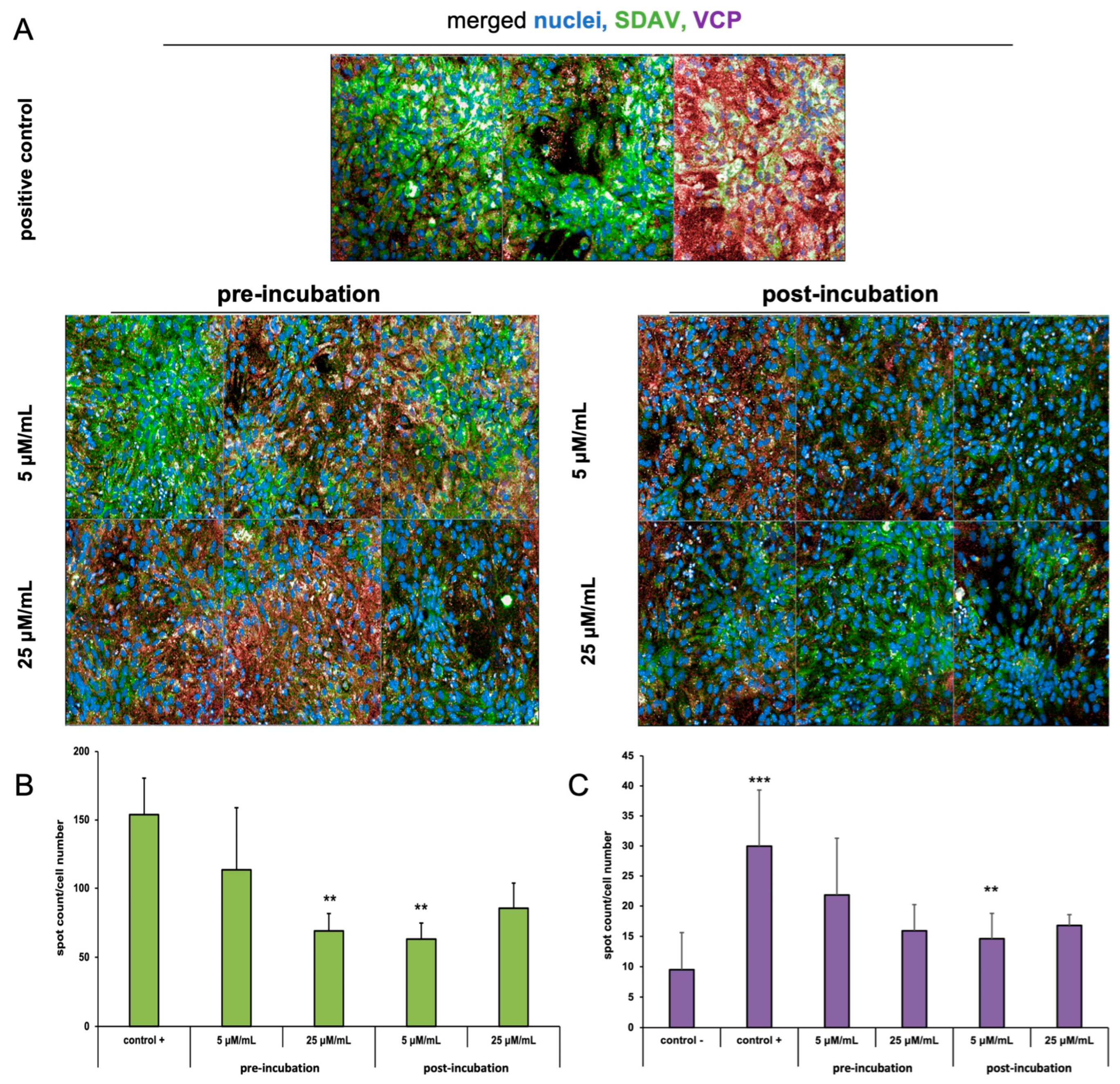 Ijms 25 11633 g008 Ijms 25 11633 g008