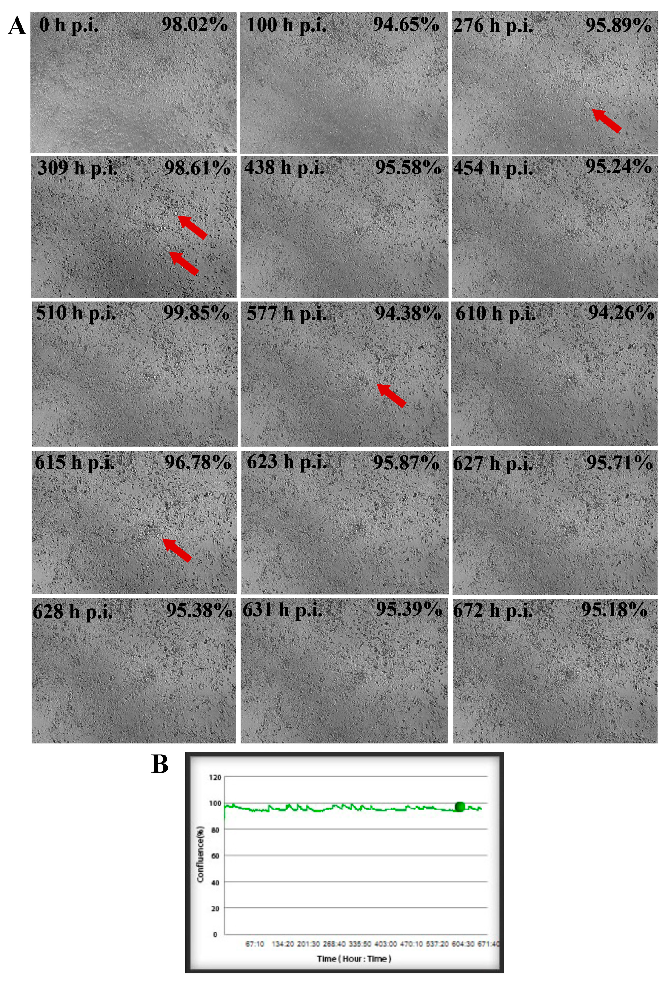 Ijms 25 11633 g010 Ijms 25 11633 g010