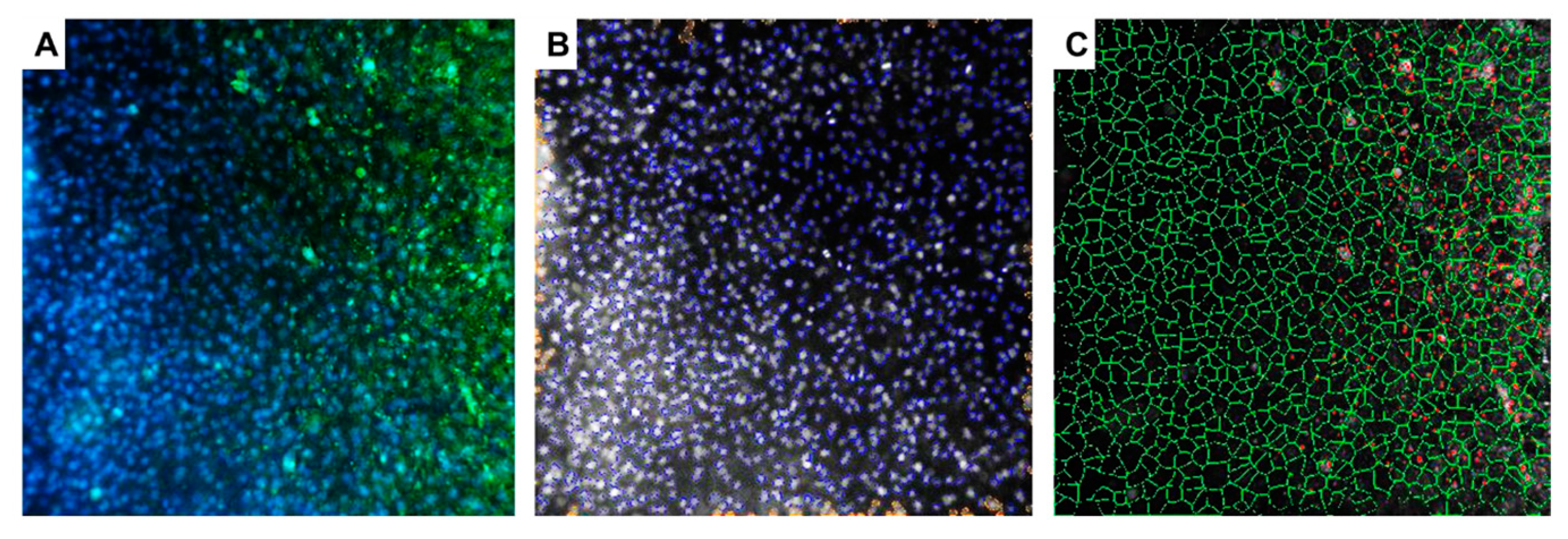 Ijms 25 11633 g011 Ijms 25 11633 g011