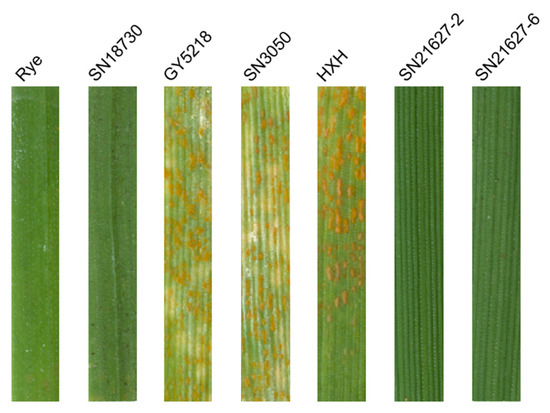 Development and Characterization of Two Wheat–Rye