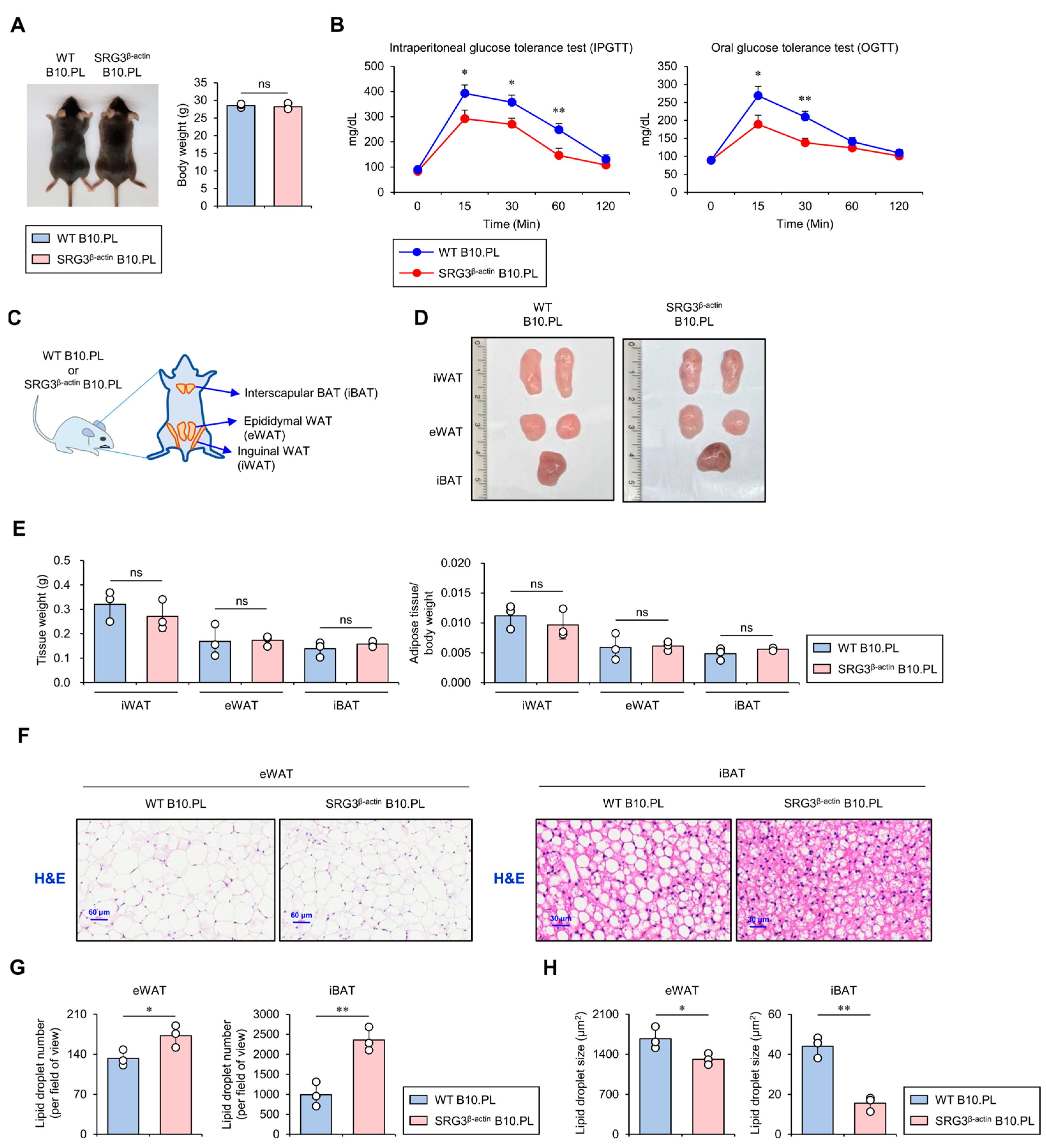 お気にいる Overexpression of Chromatin Remodeling Factor SRG3 Down パンツ