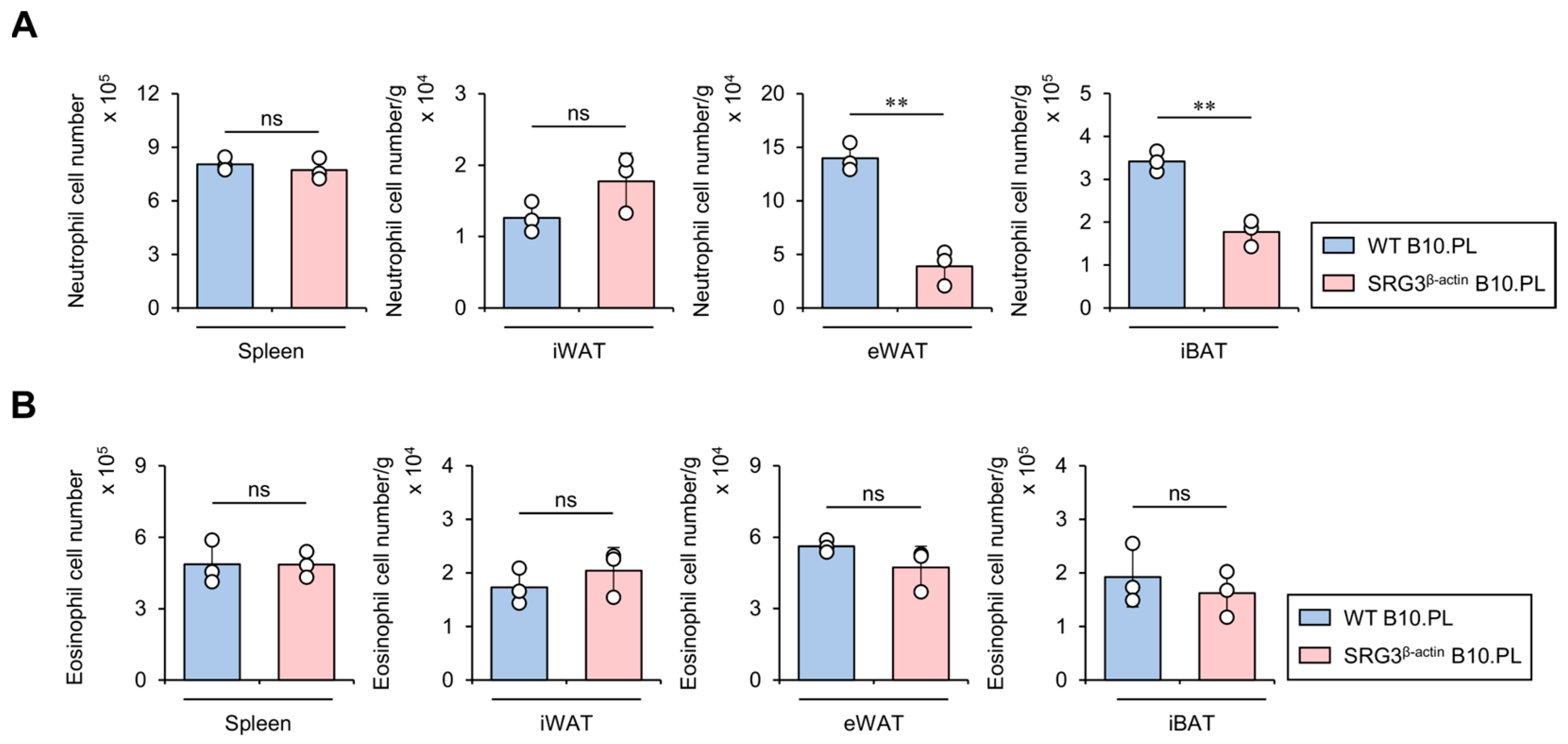 Overexpression of Chromatin Remodeling Factor SRG3 Down