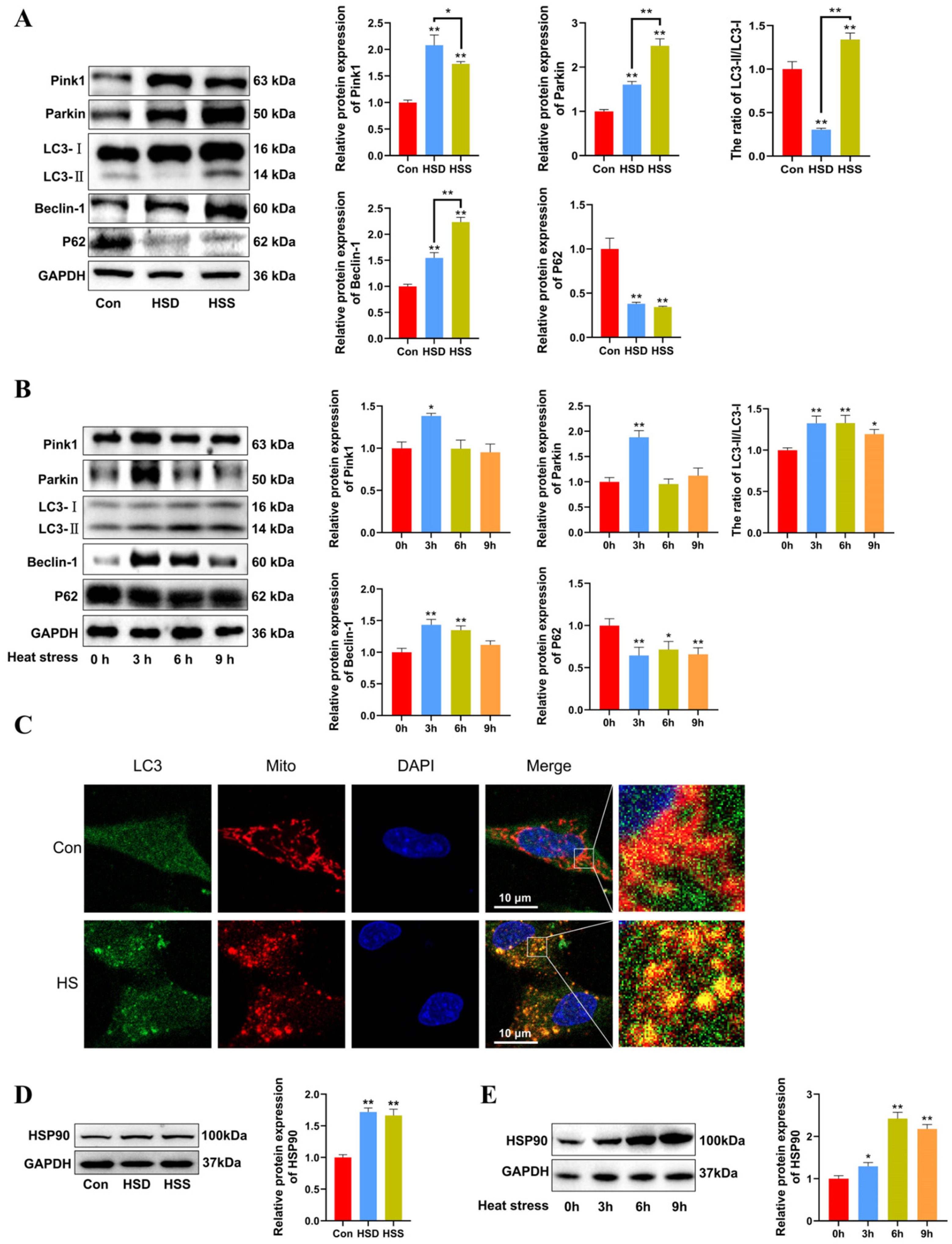 Ijms 25 11695 g004 Ijms 25 11695 g004