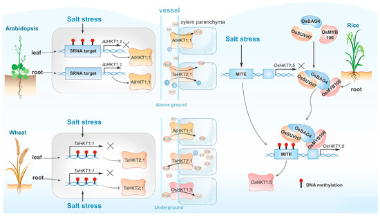 Insights into the Epigenetic Basis of Plant Salt Tolerance