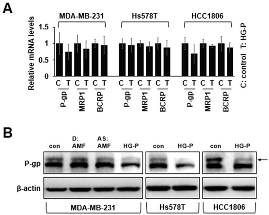 Autocrine Motility Factor and Its Peptide Derivative Inhibit