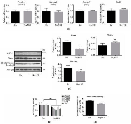 Neuregulin 4 Downregulation Alters Mitochondrial Morphology