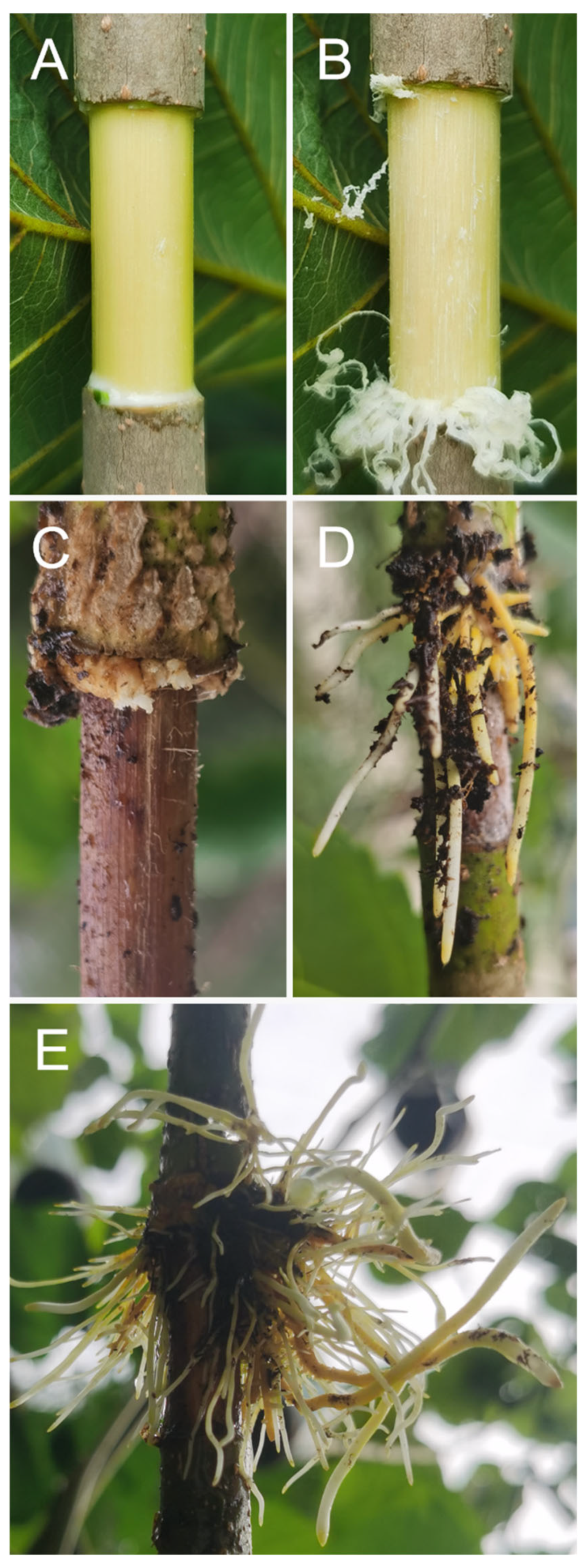 Ijms 25 11723 g001 Ijms 25 11723 g001