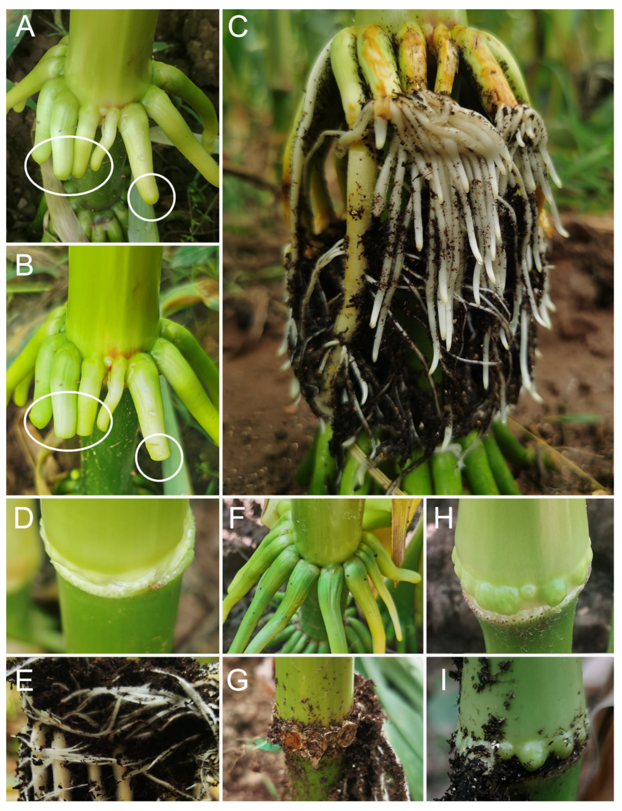 Ijms 25 11723 g003 Ijms 25 11723 g003