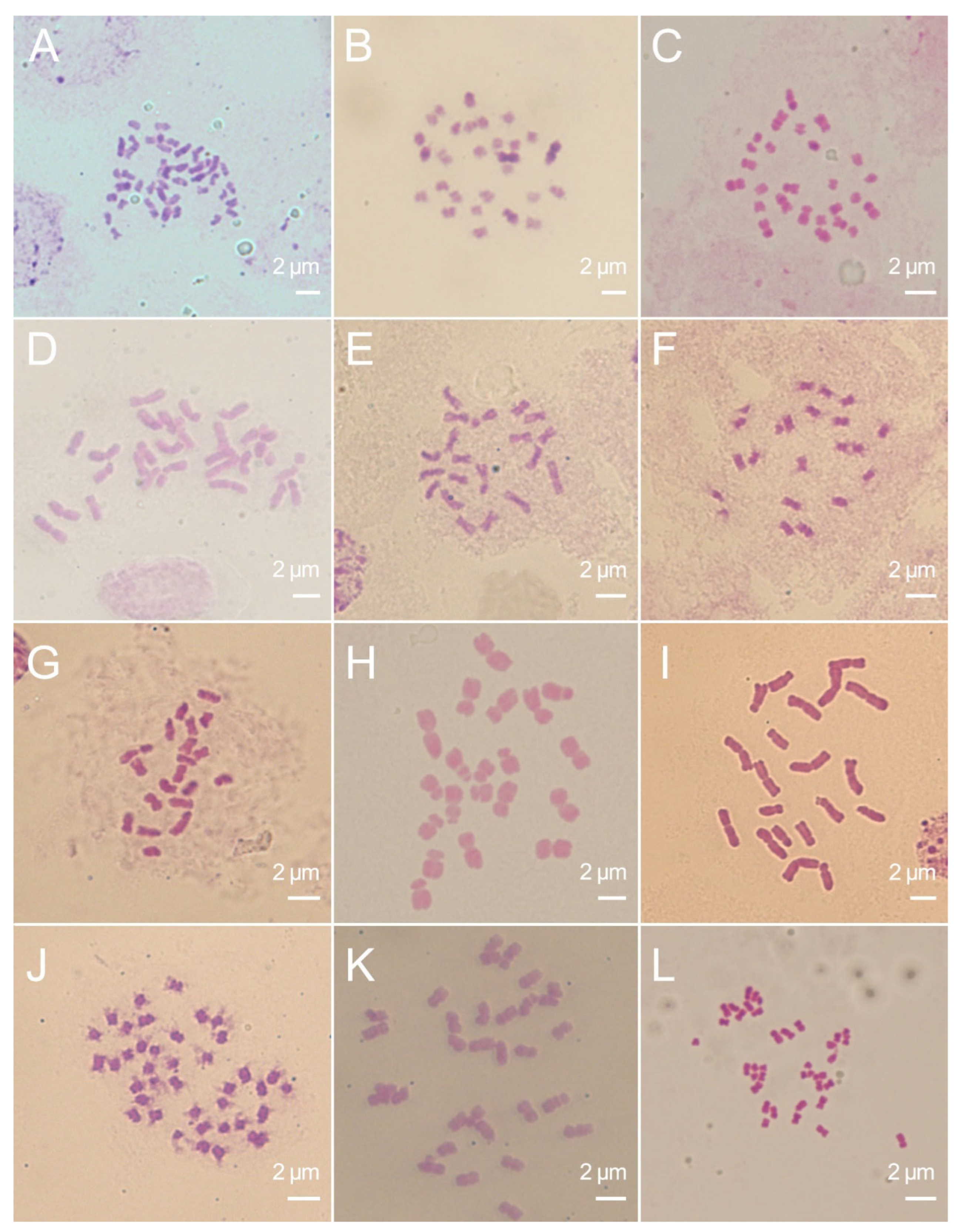 Ijms 25 11723 g004 Ijms 25 11723 g004